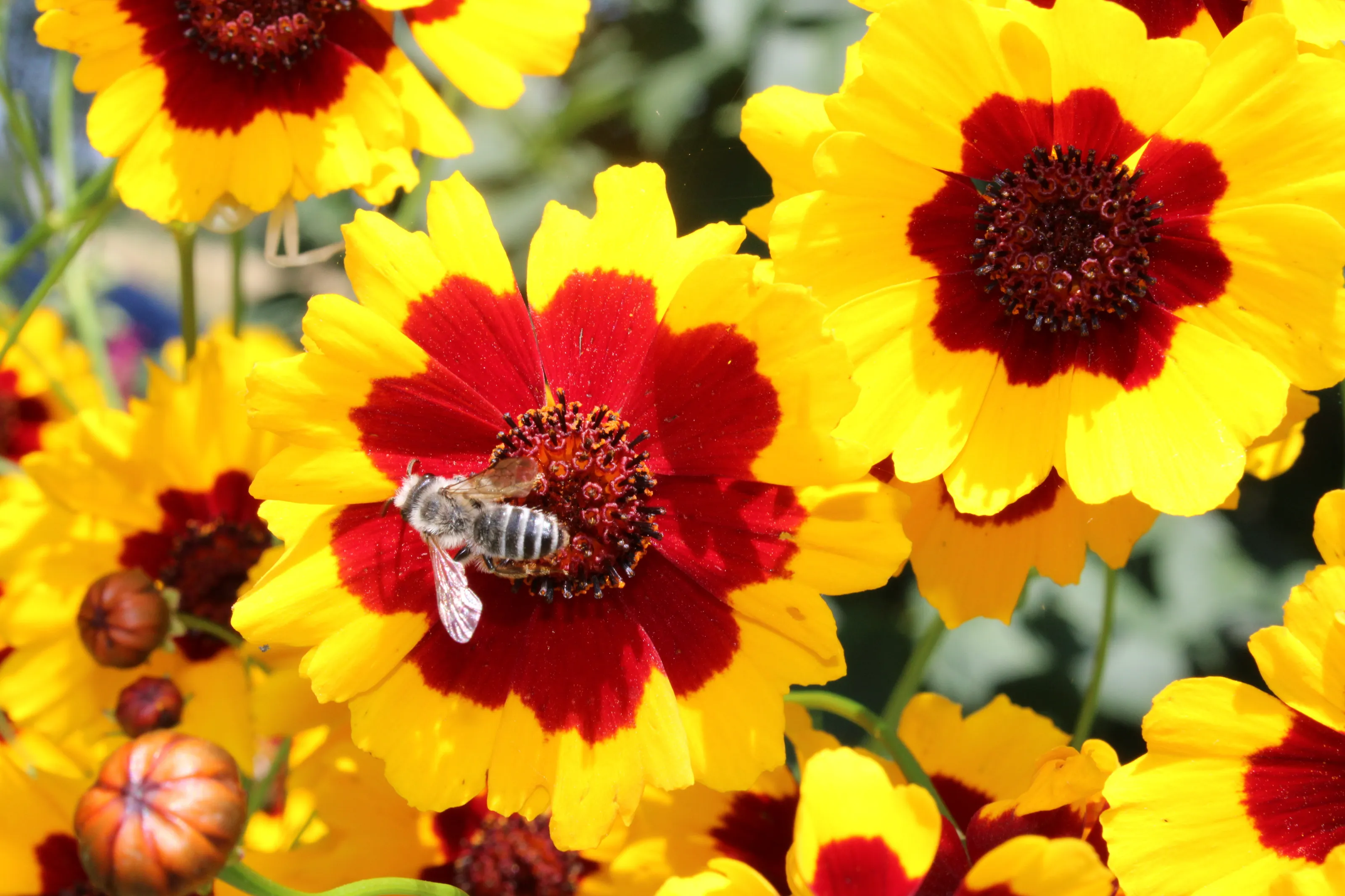 Bee on flowers