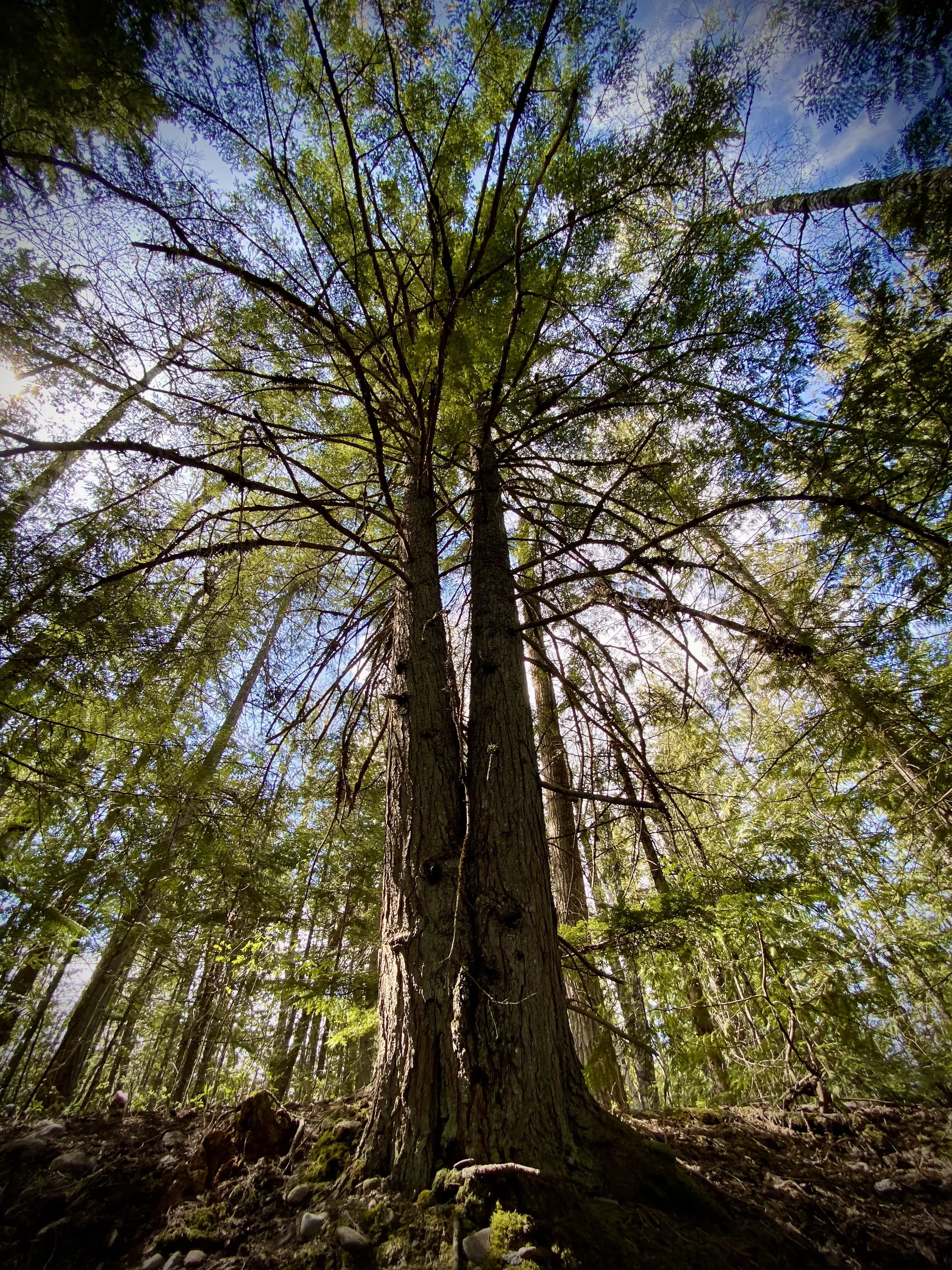 Living canopy