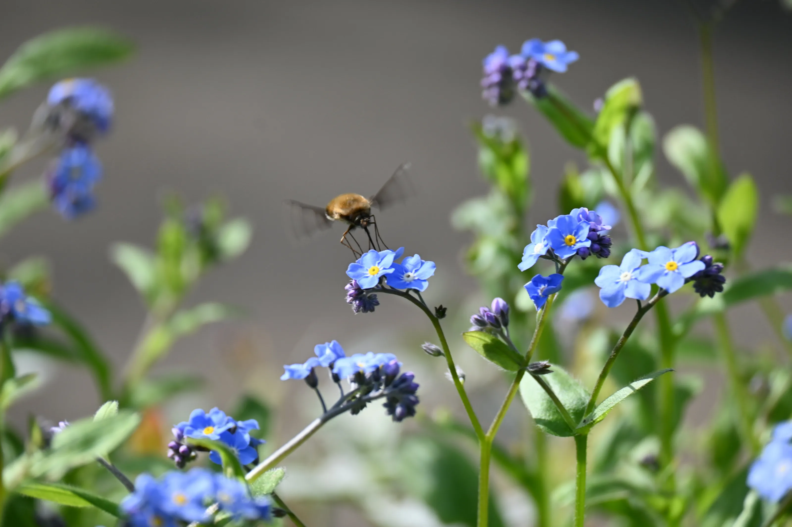 Spring bee