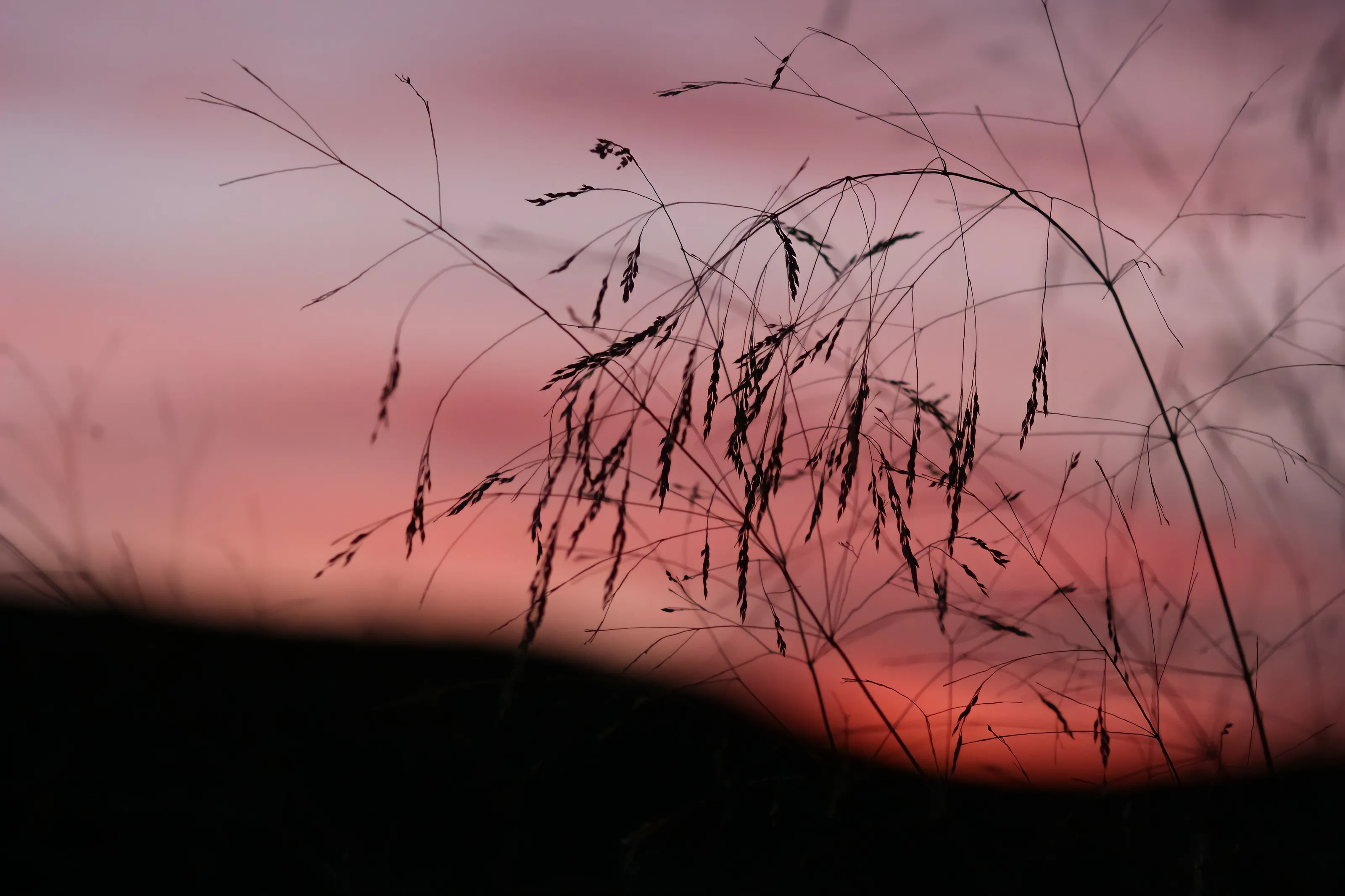 Pink summer sunset