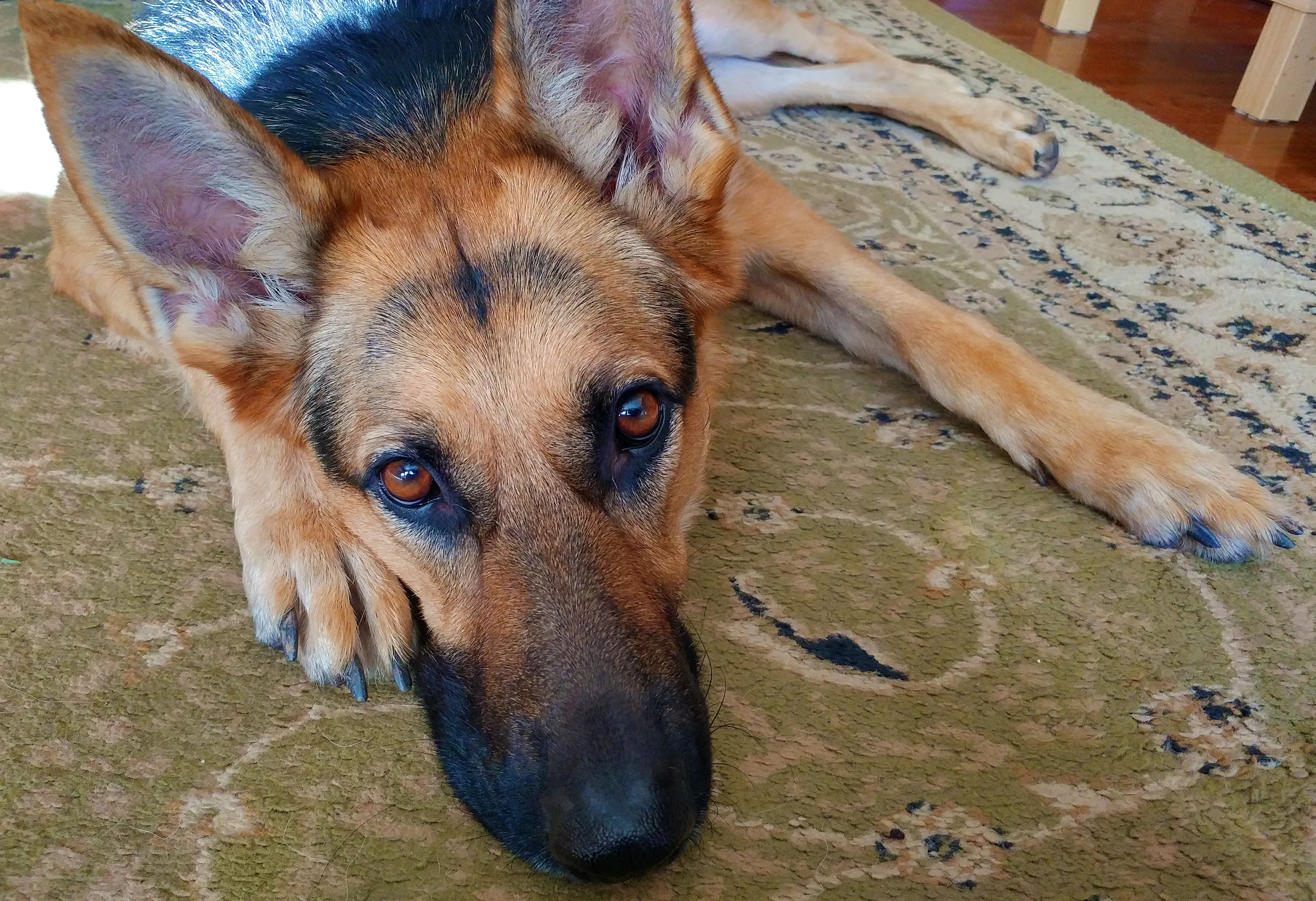 Lexi's Puppy Dog Eyes