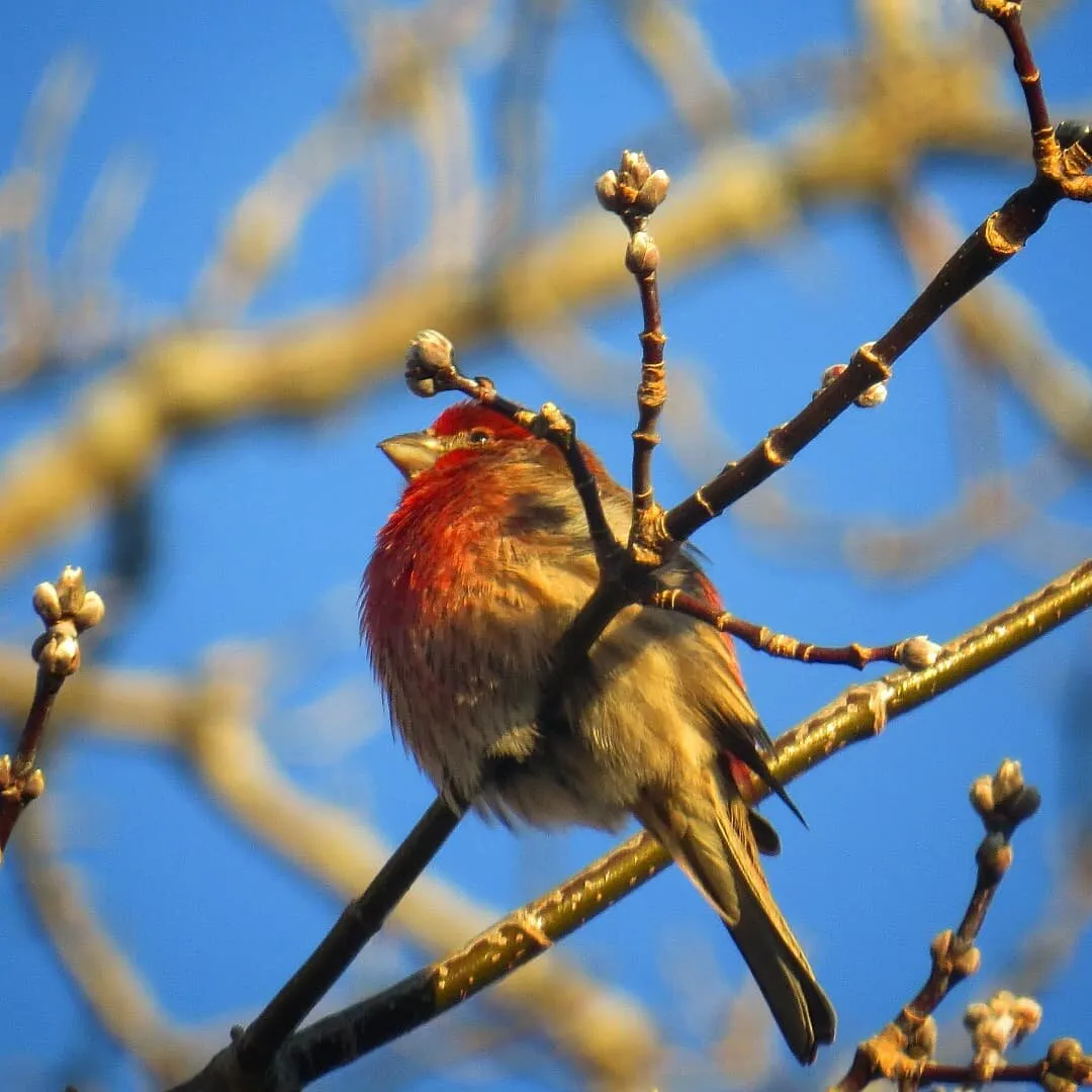 Cold House Finch
