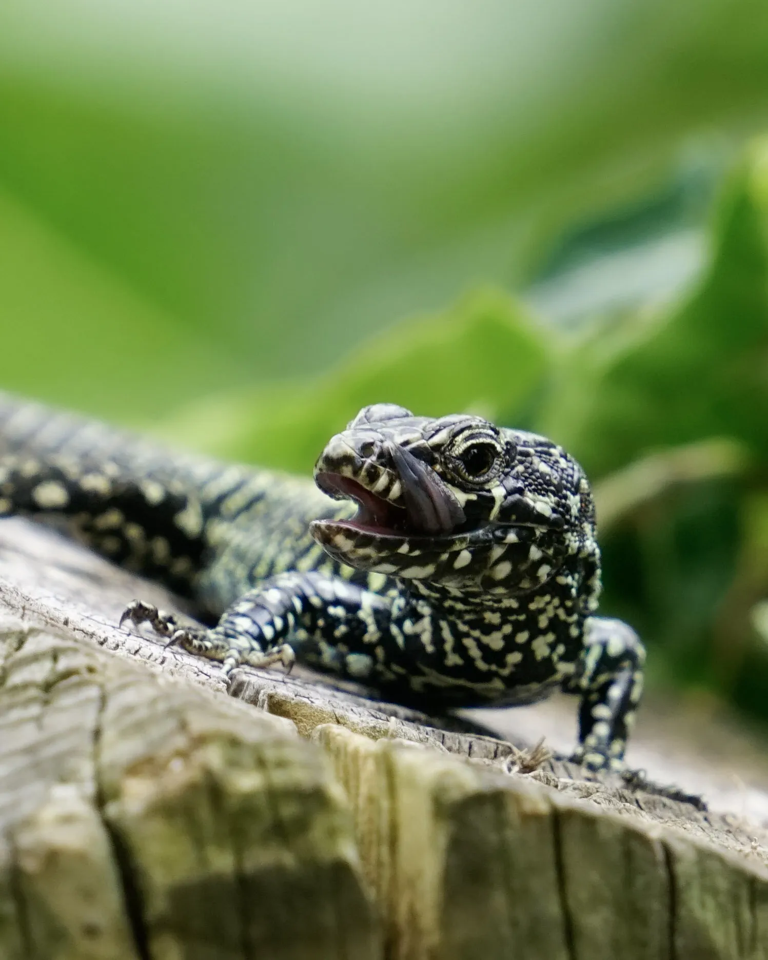 Common Wall Lizard after a tasty meal