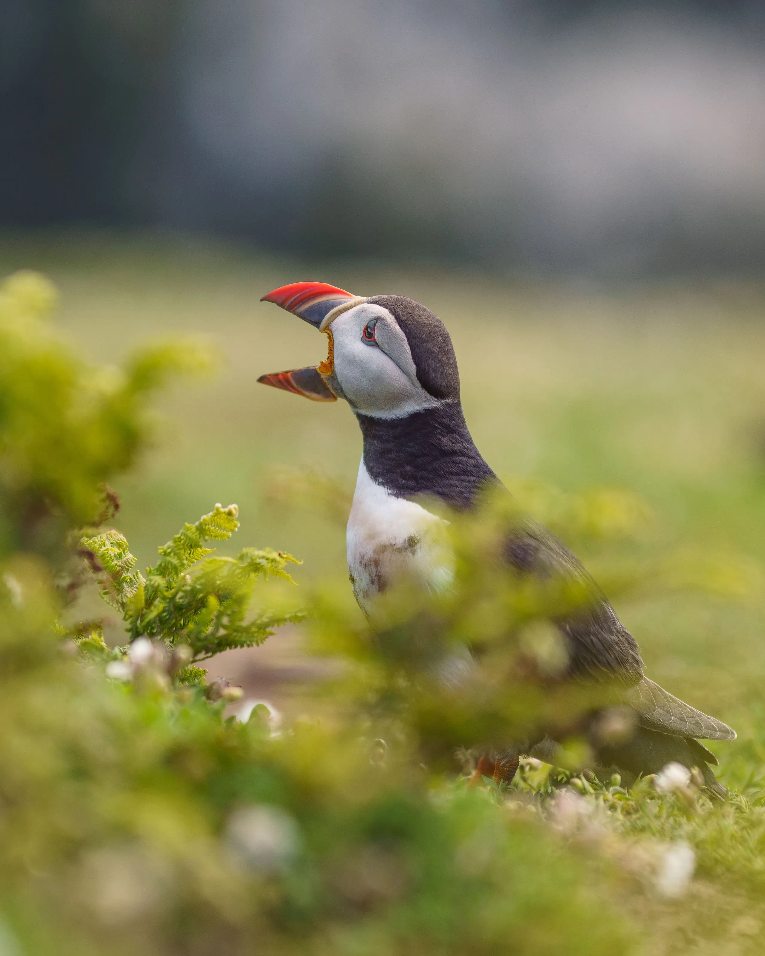 The Yawning Puffin