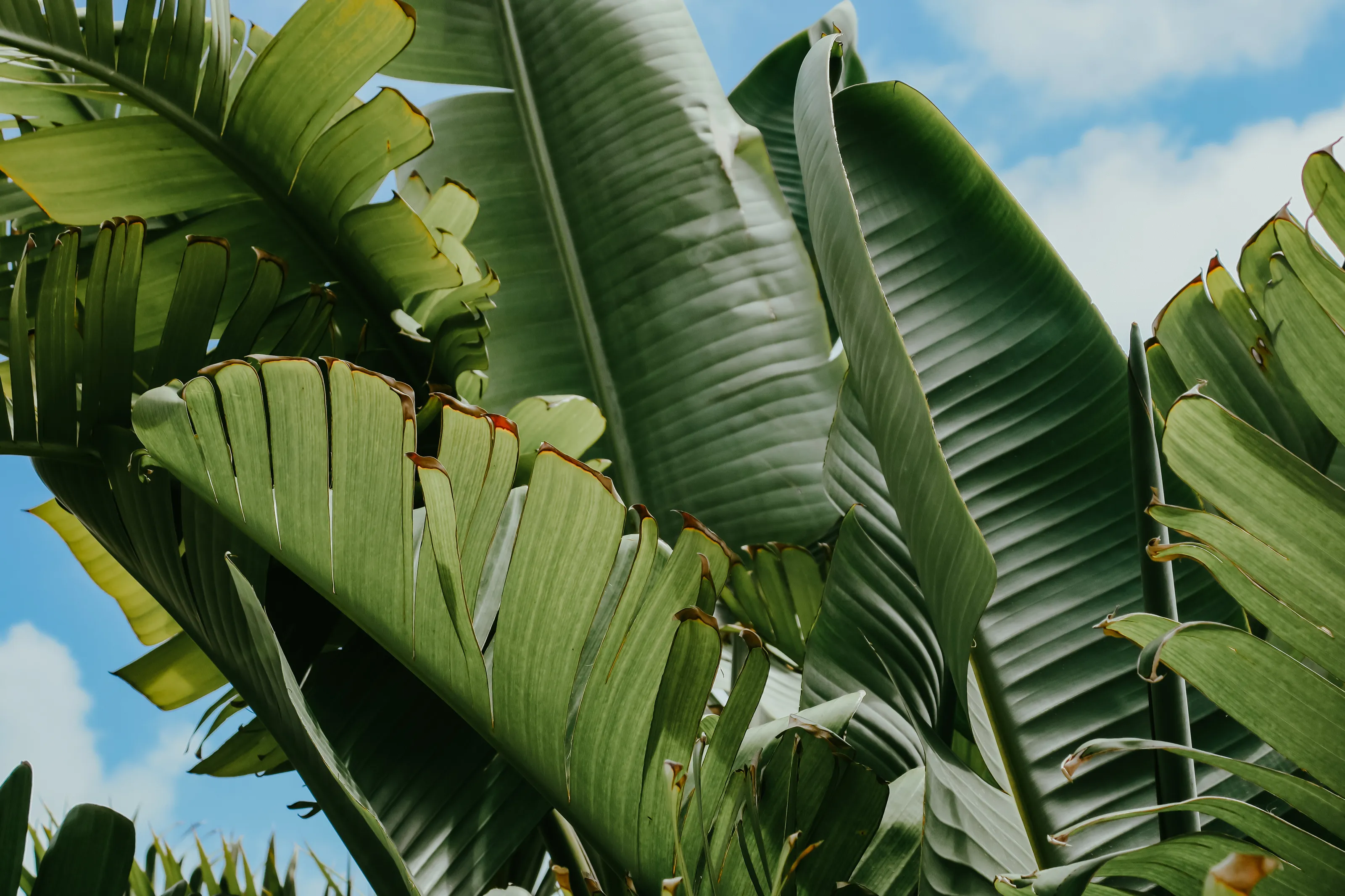 Beautiful palms