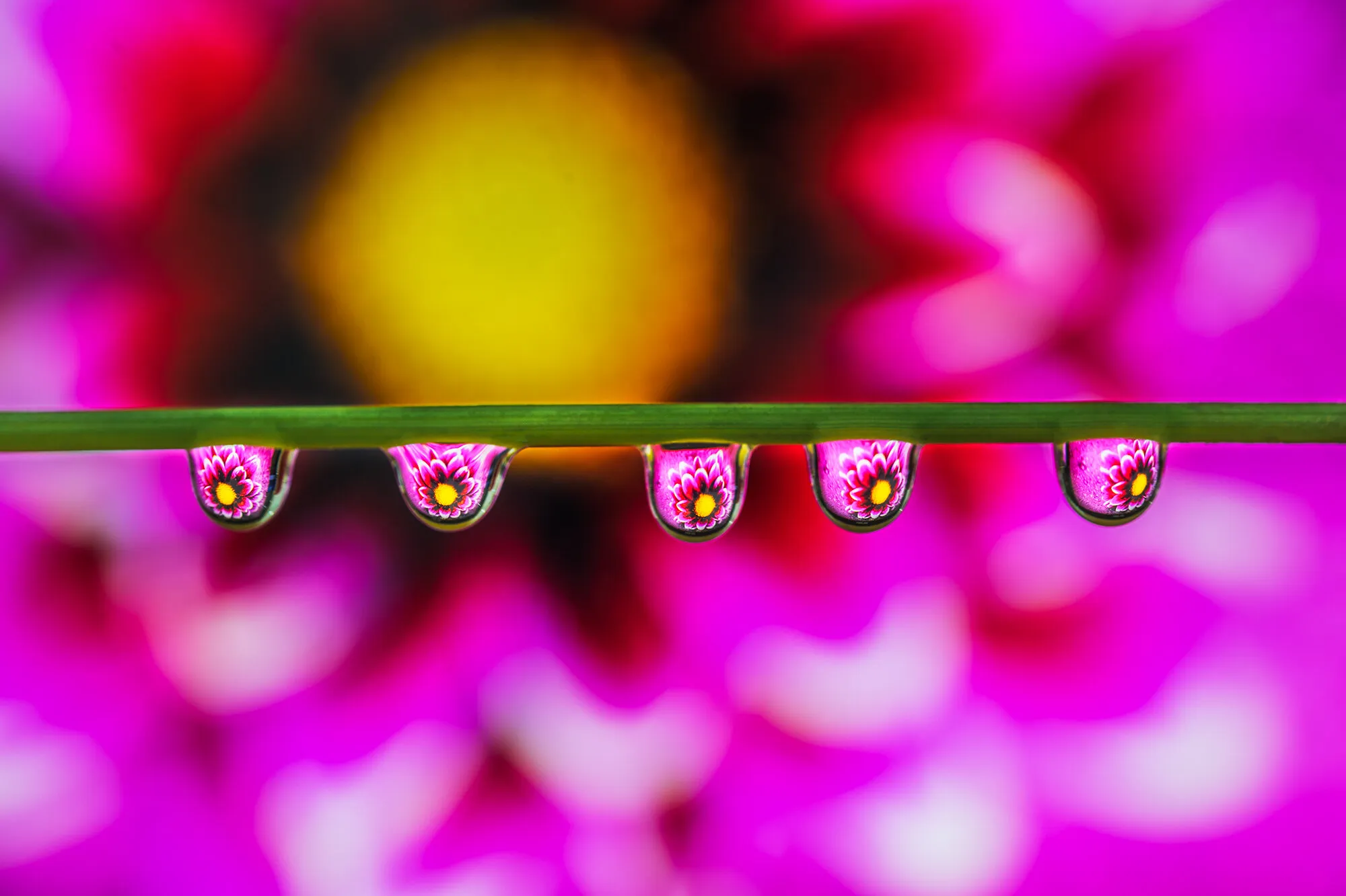 Morning Dew