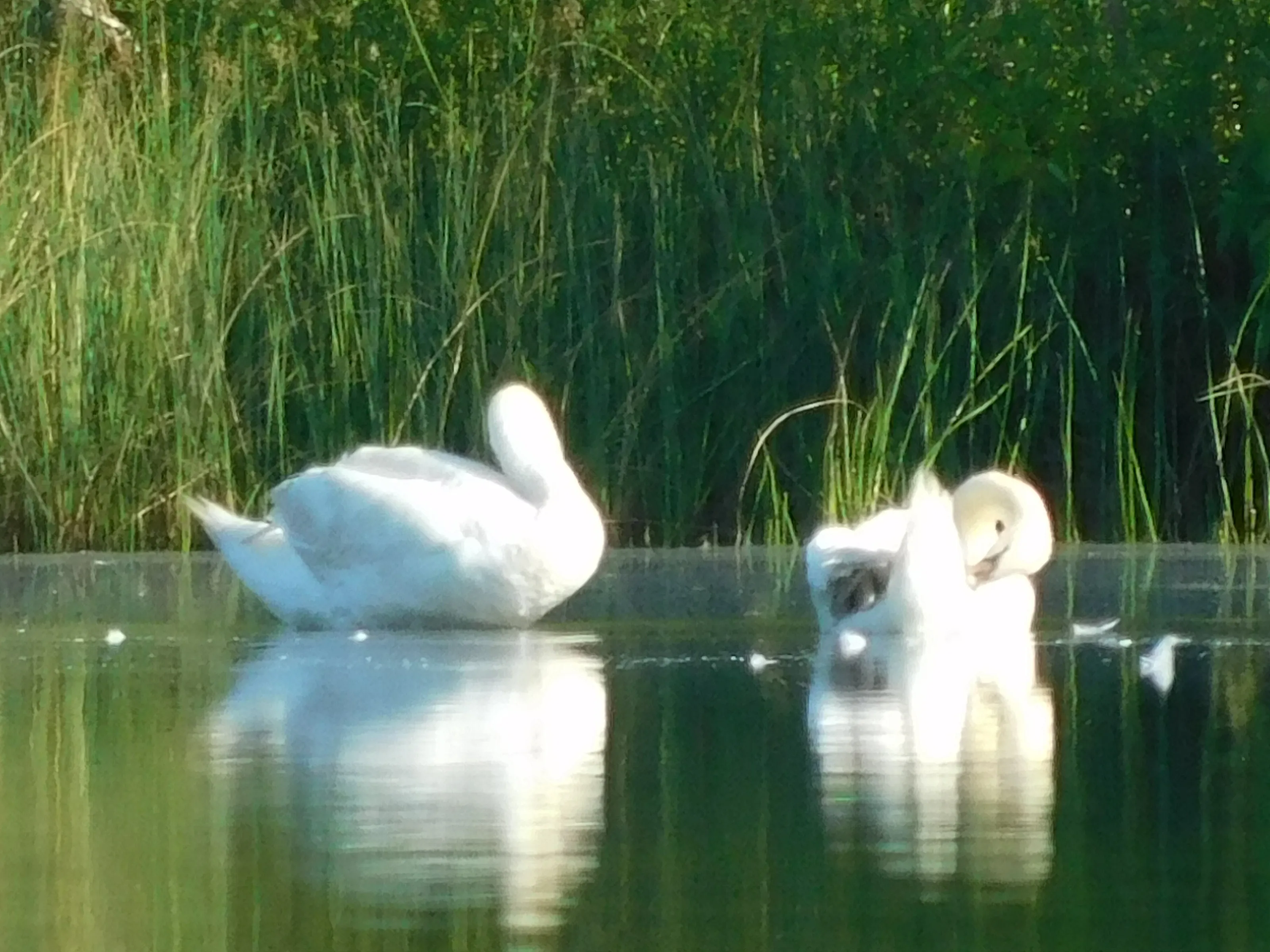 Swans