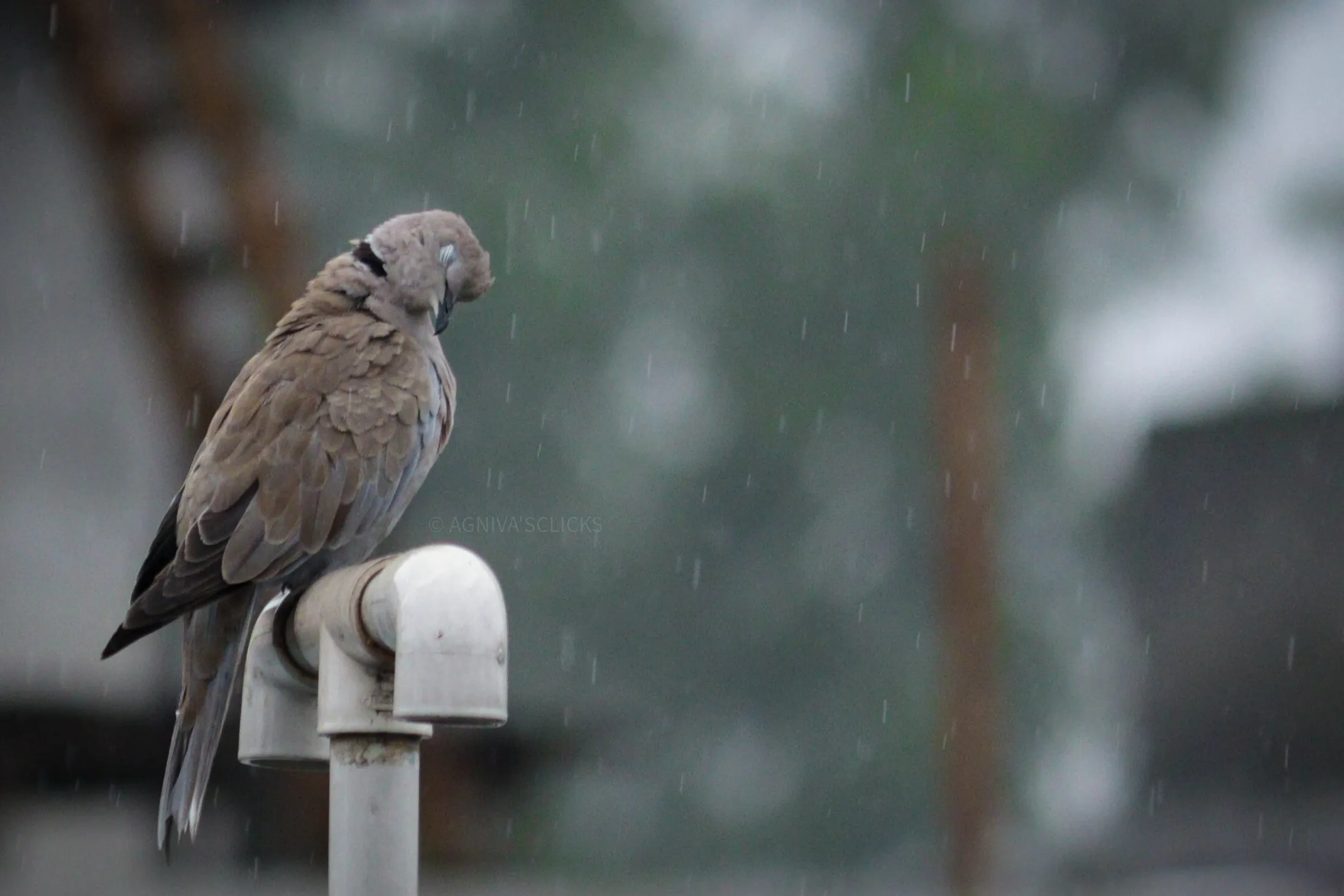 Dove resting in heavy rain