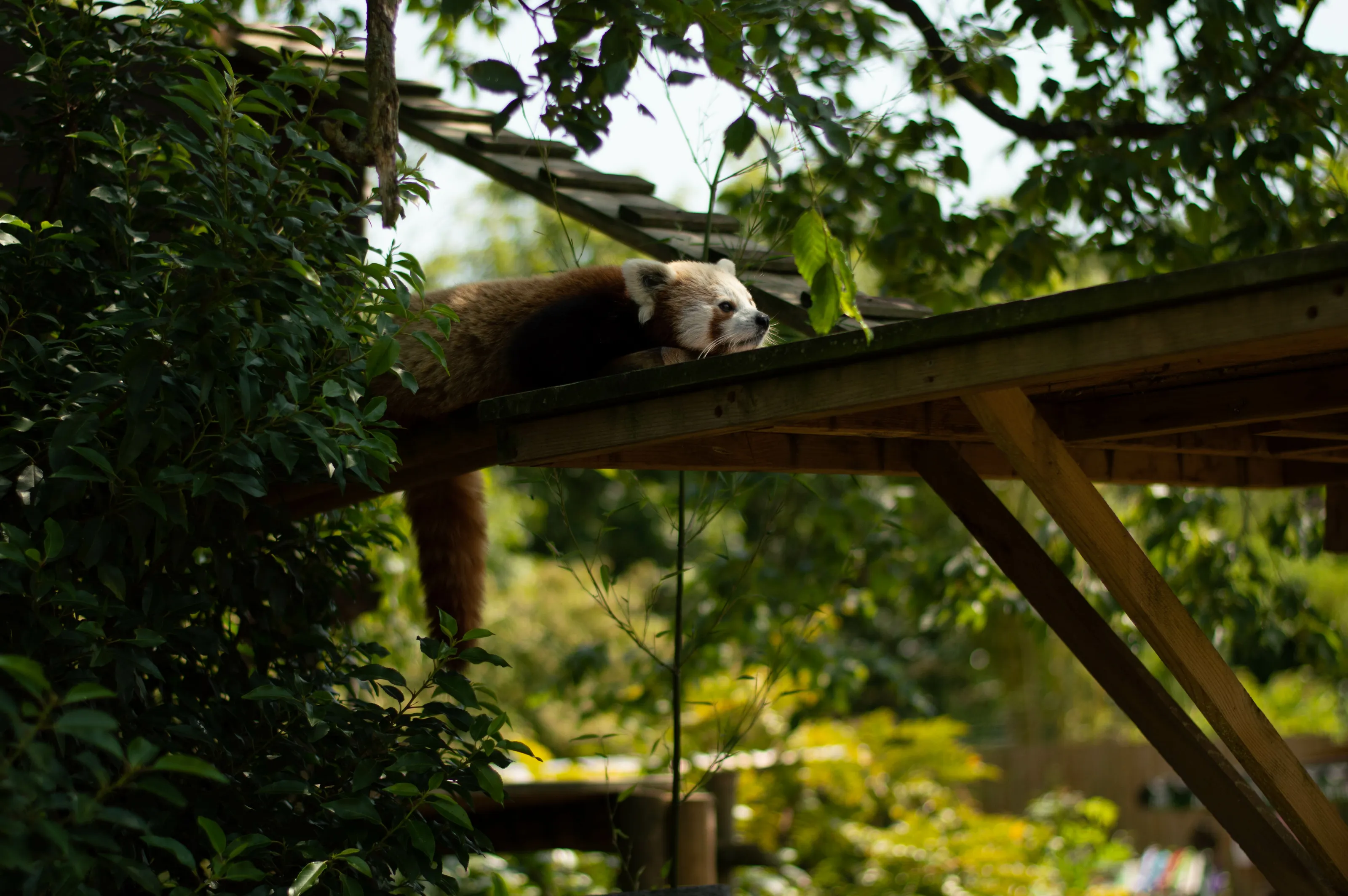 Panda Nap