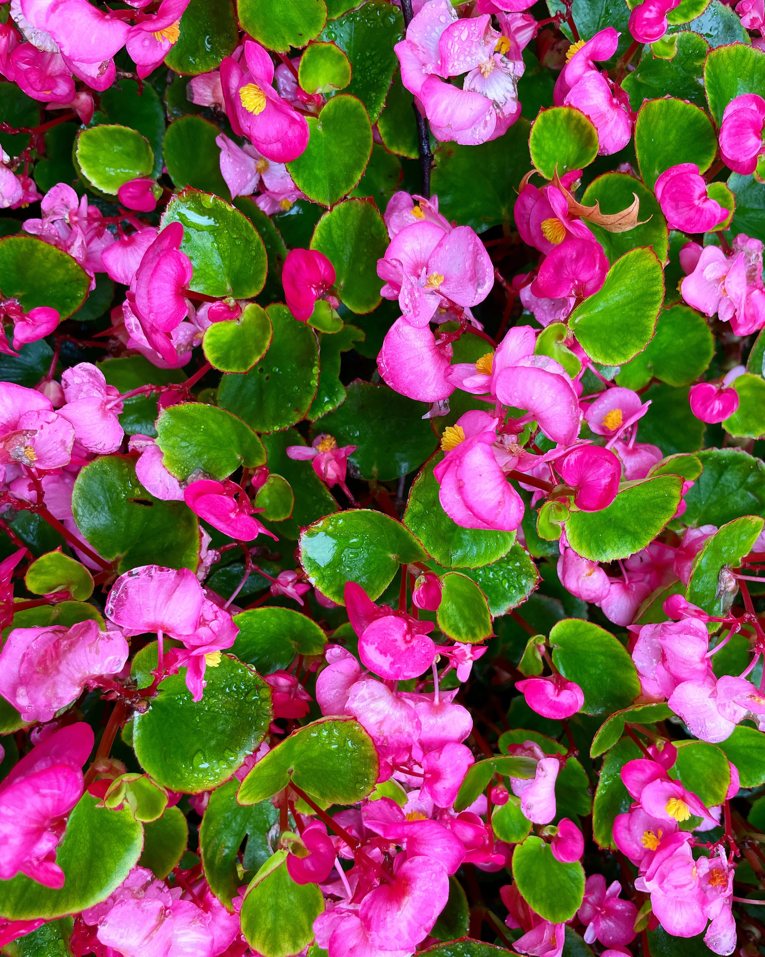 Pink Flowers