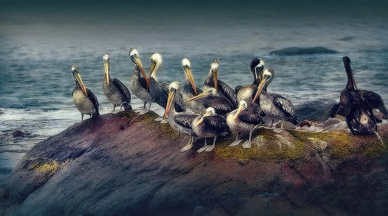 Pelicans