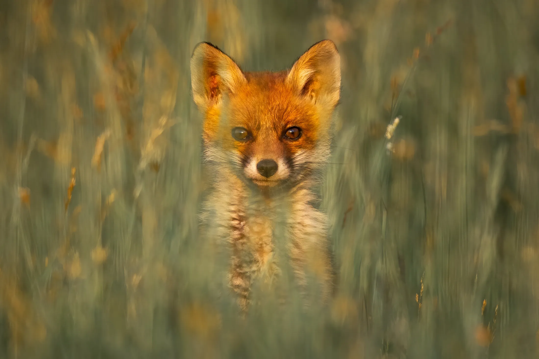 Red fox cub portrait in the grass vulpes vulpes looking at camera