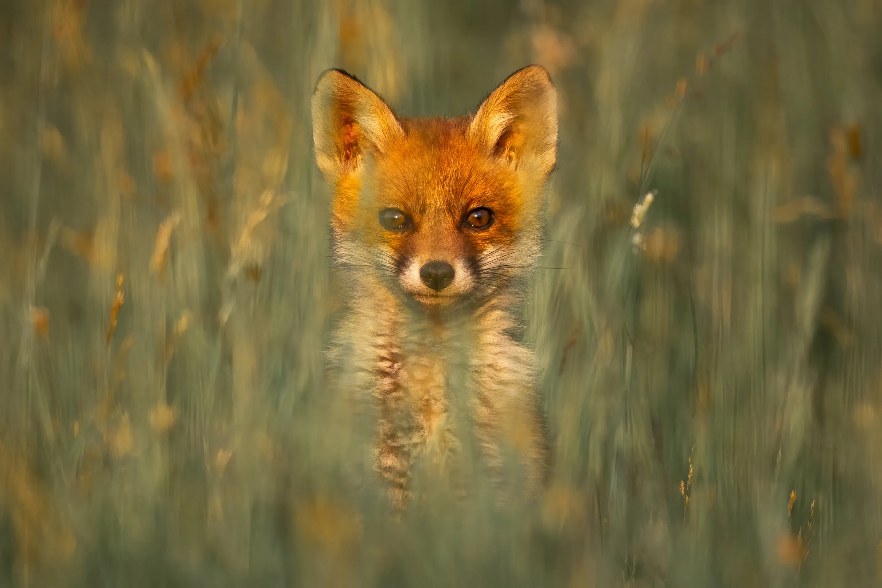 Red fox cub portrait in the grass vulpes vulpes looking at camera