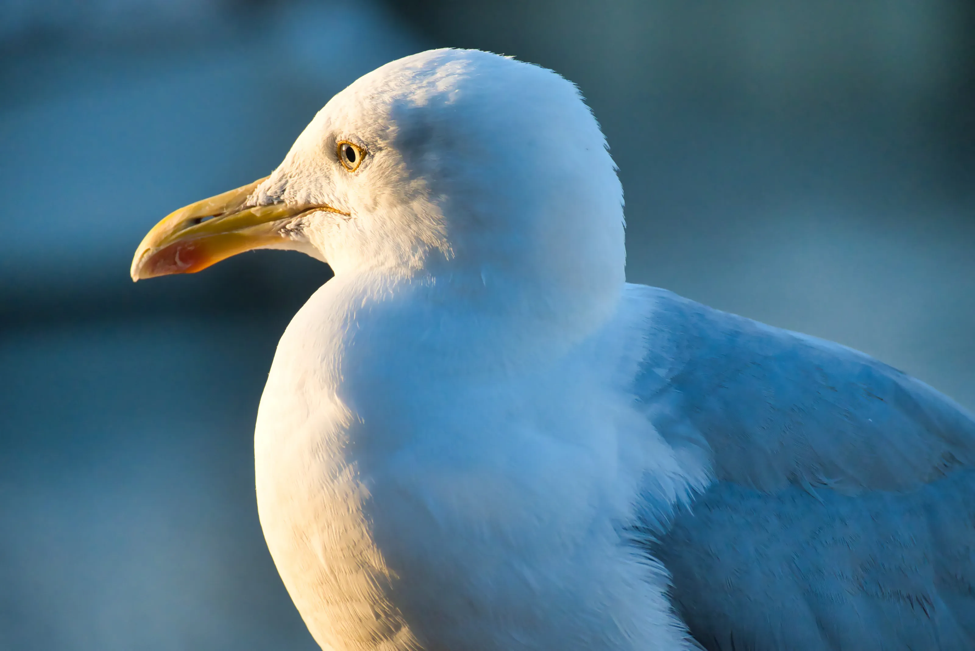 Herring Gull - Waiting for the Boats