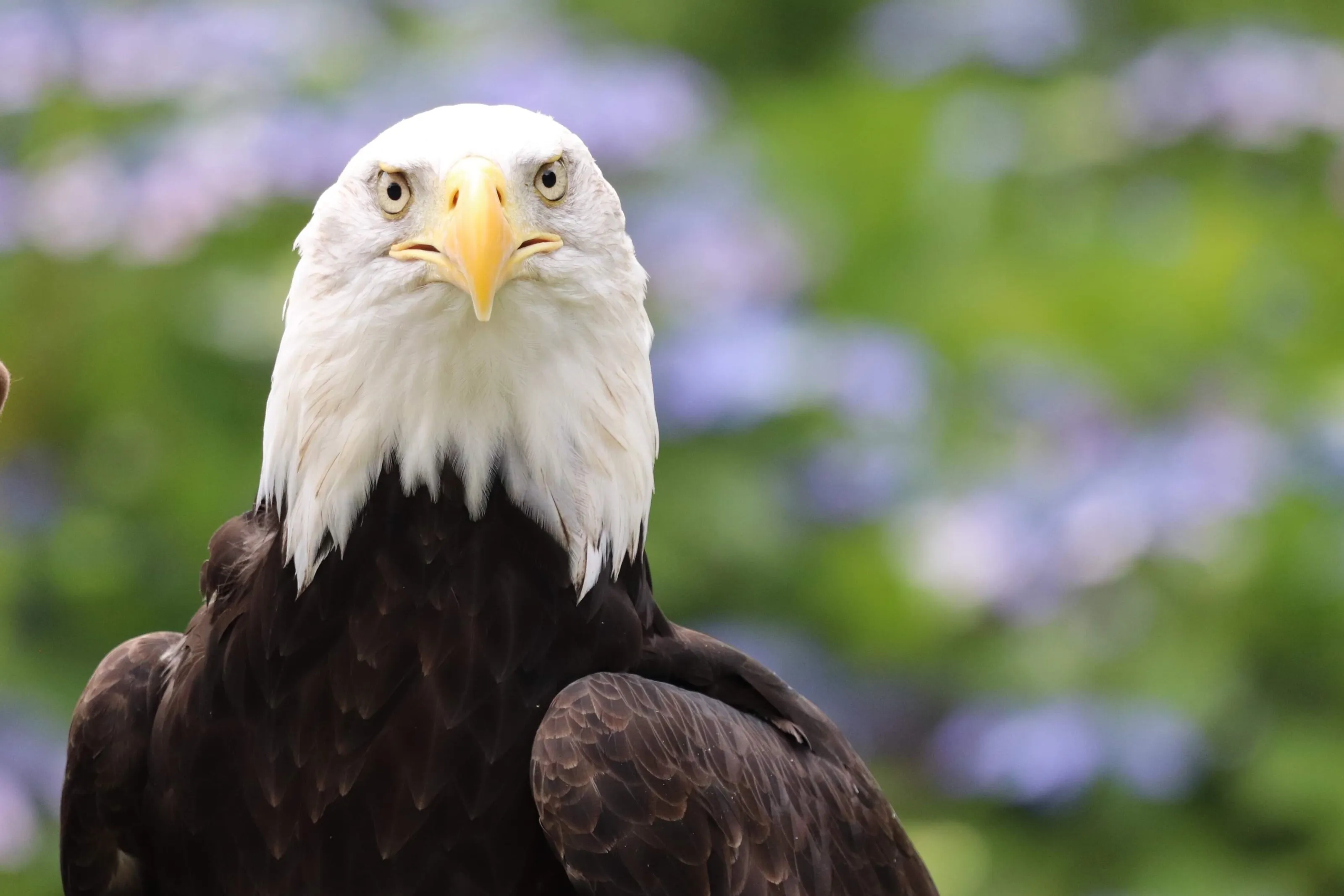 Eagle