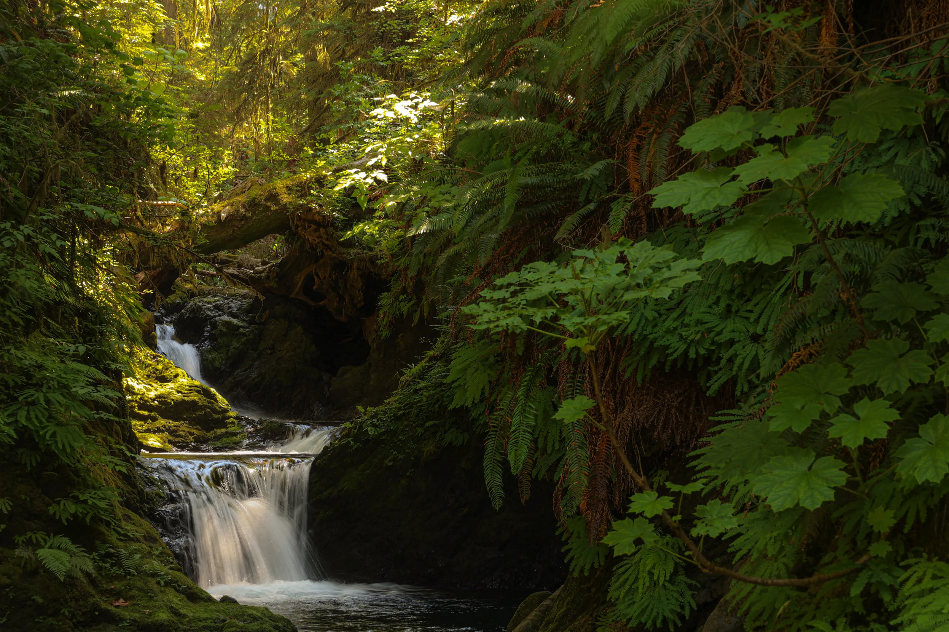 Waterfall in the Rainforest