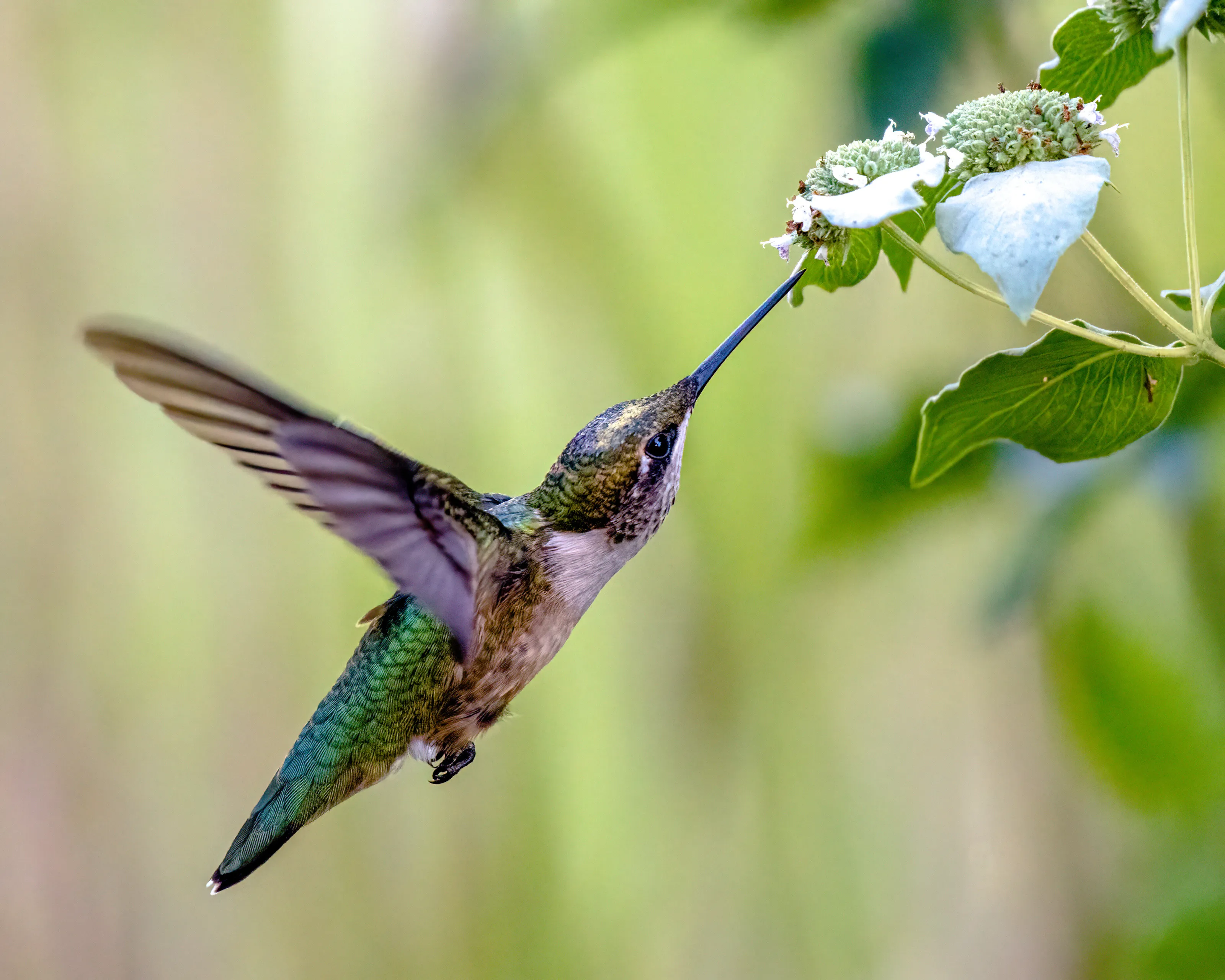 Hummingbird