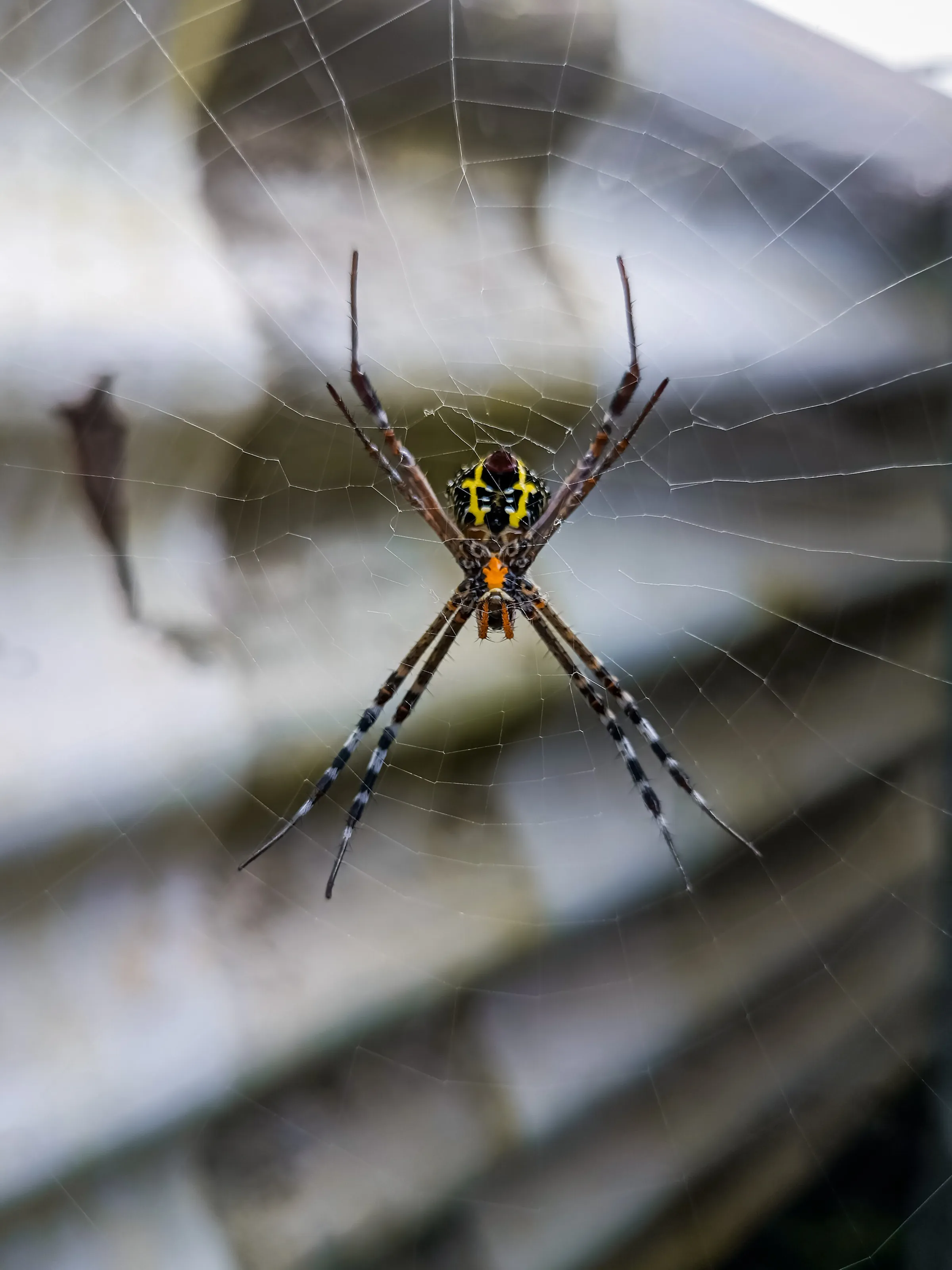 Picture of spider in the web