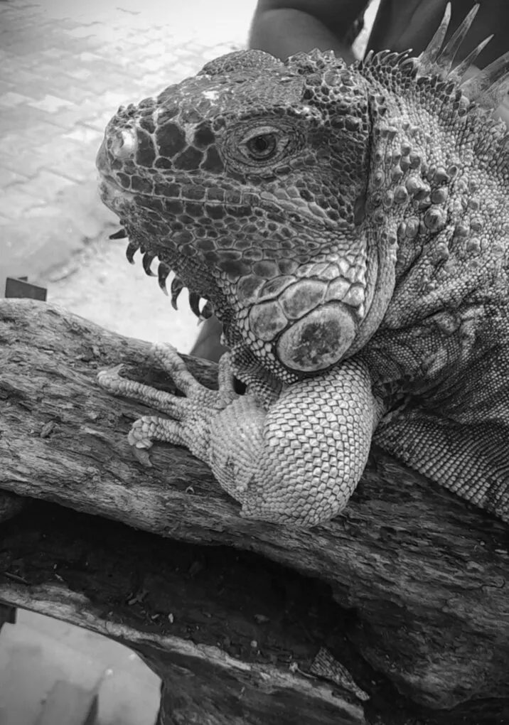 The Iguana
