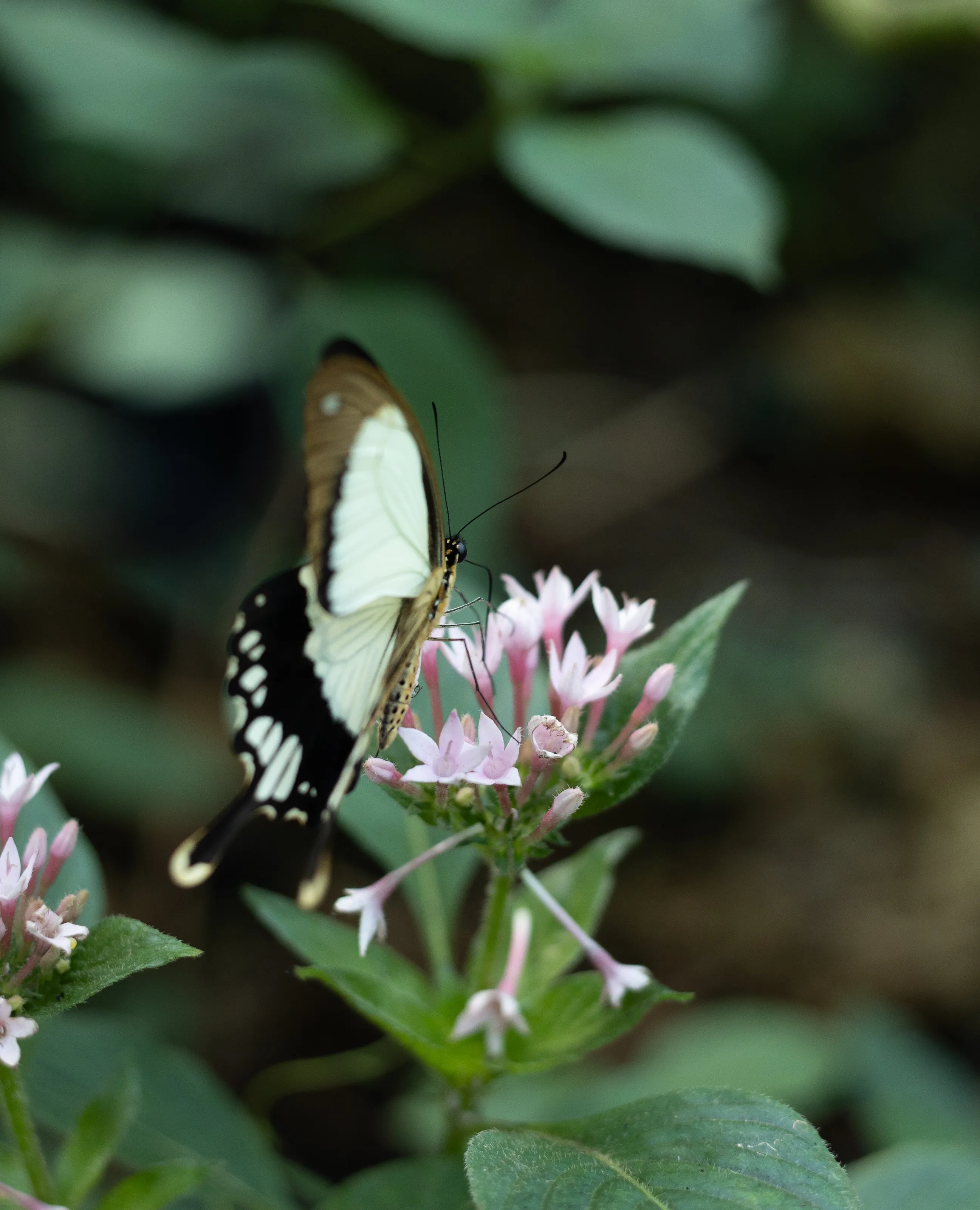 Butterfy Portrait