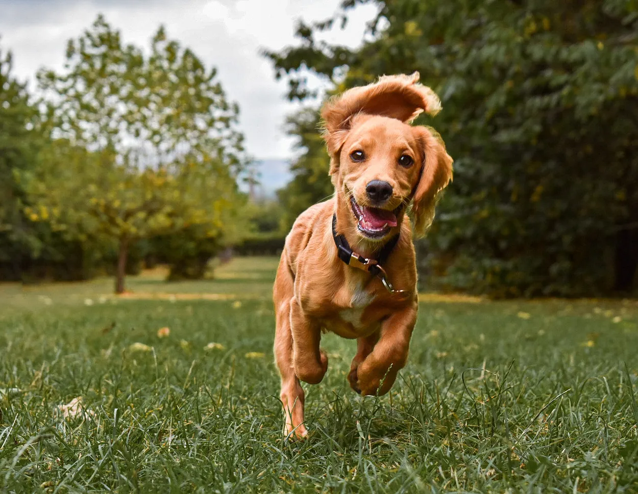 Happy running