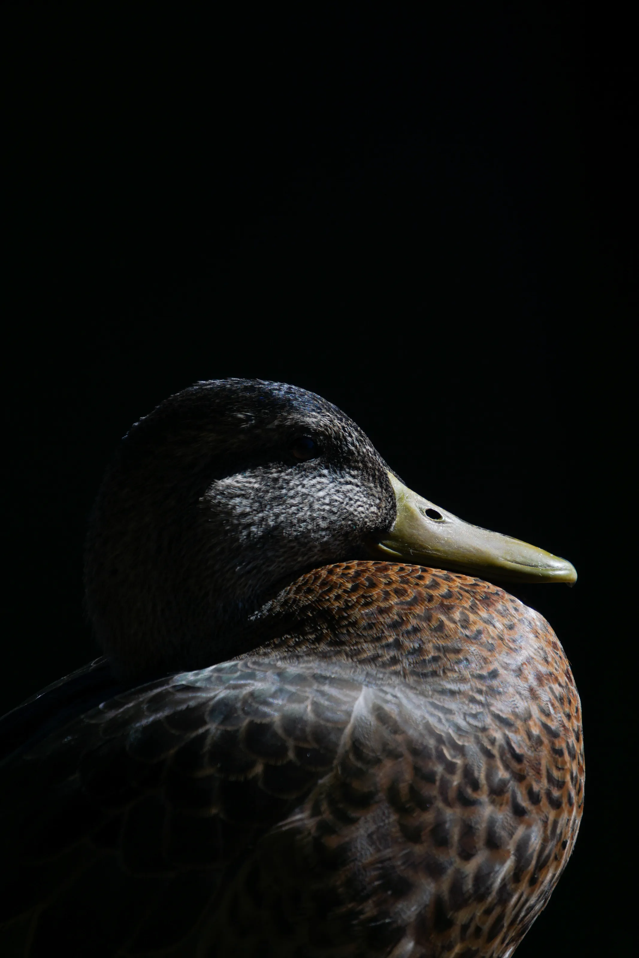 Duck hiding from the sun.
