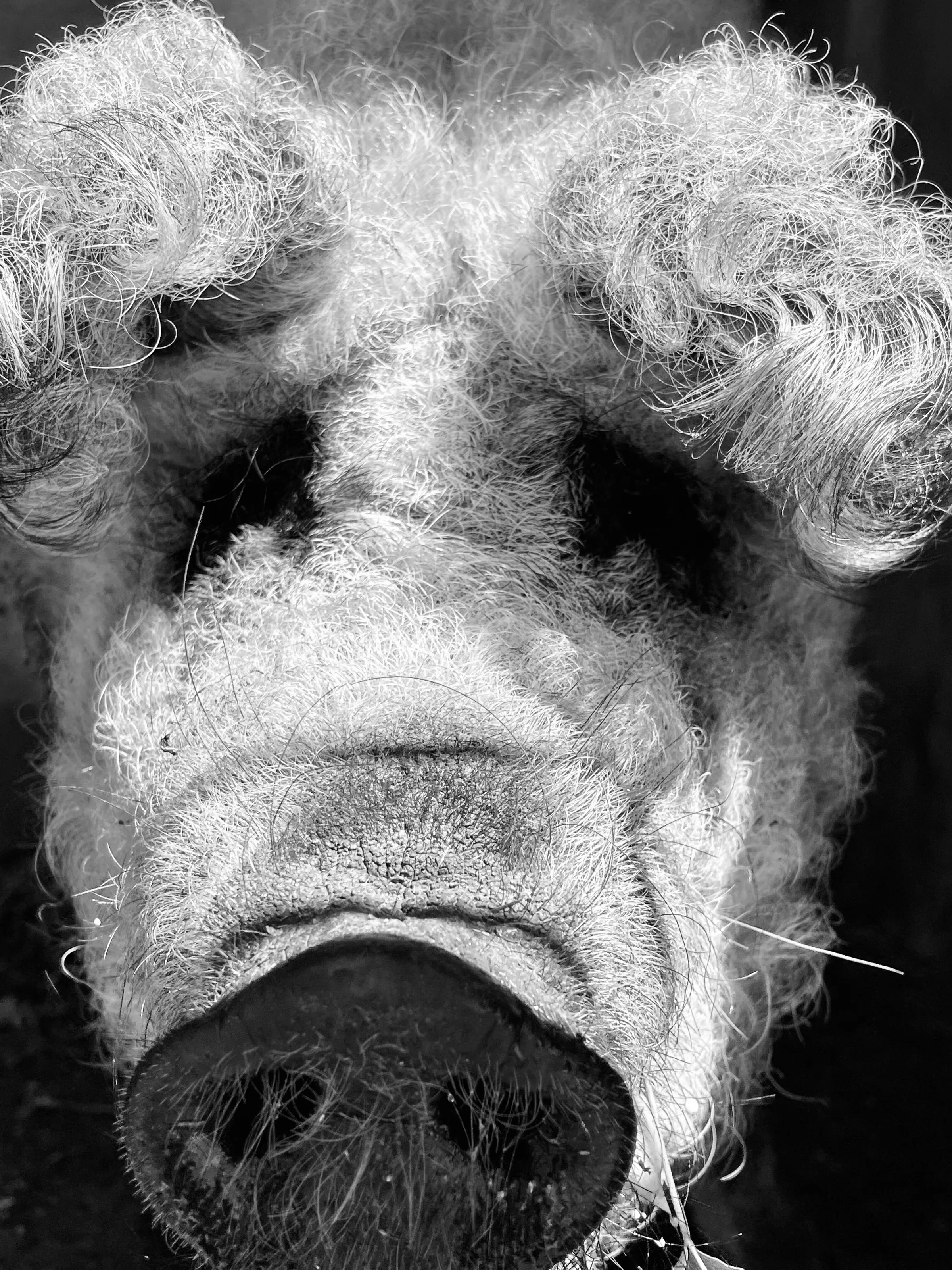 Pig portrait