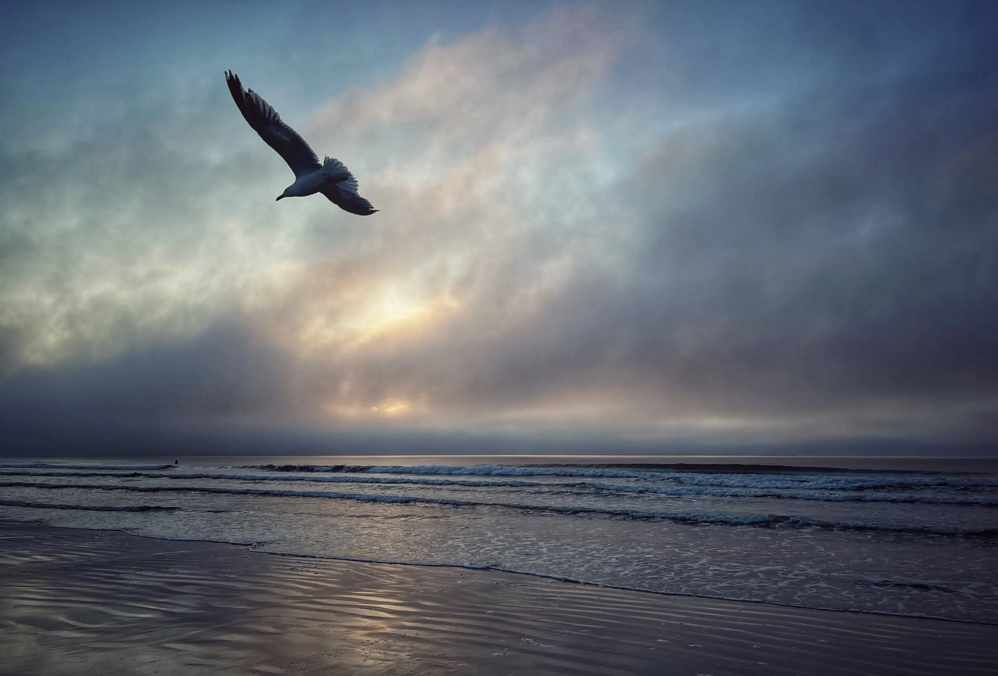Seagull at sunrise