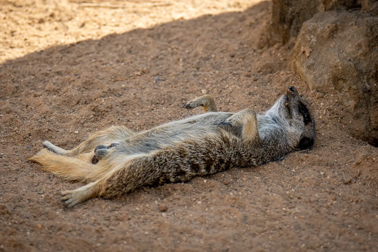 Entry 23872788
