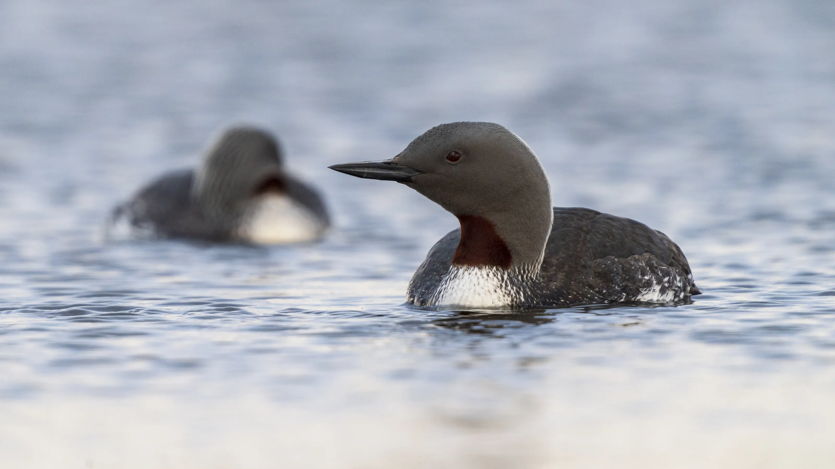 Red Throated Diver