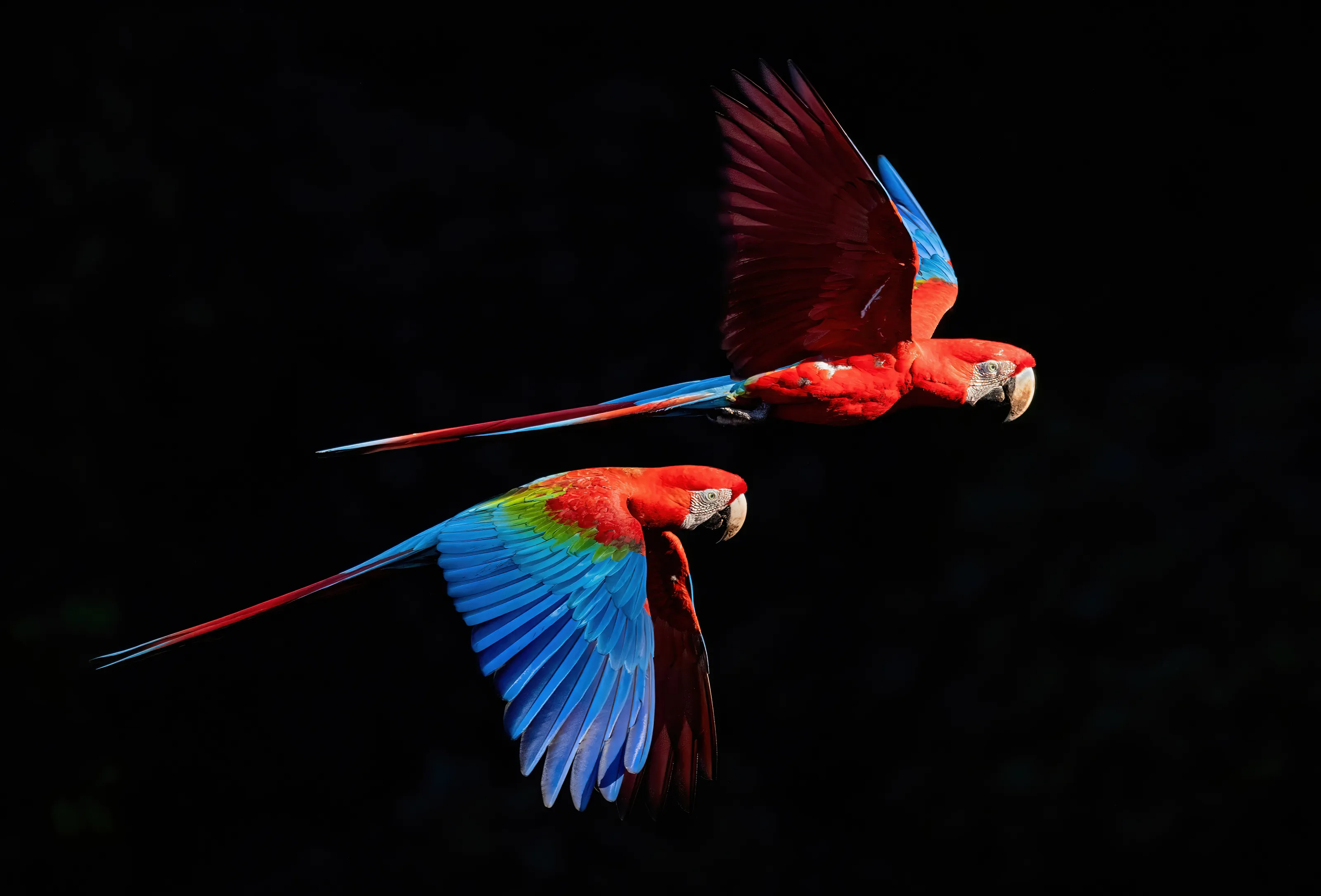 Red-and-Green Macaws