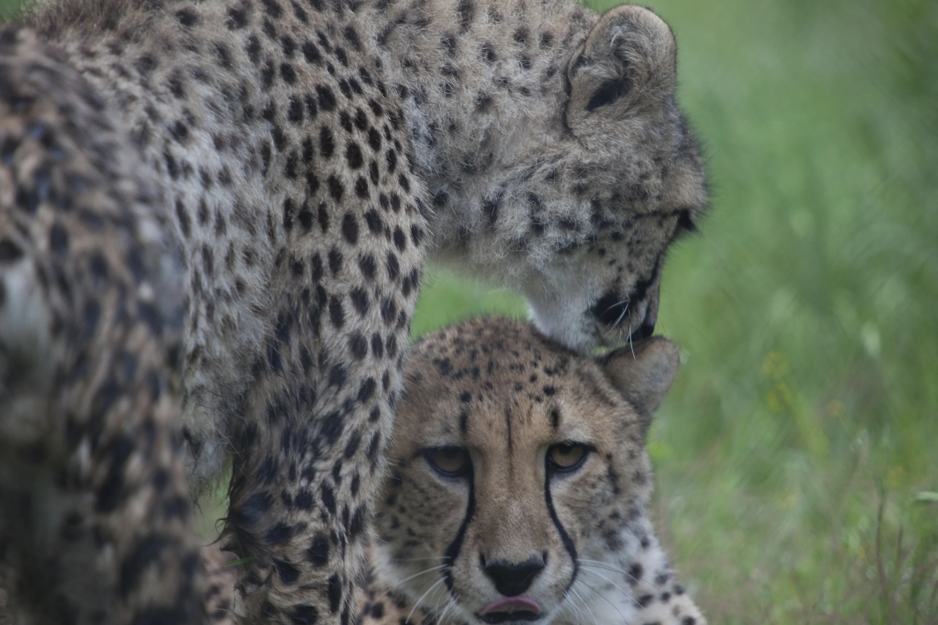 Cheetahs Grooming