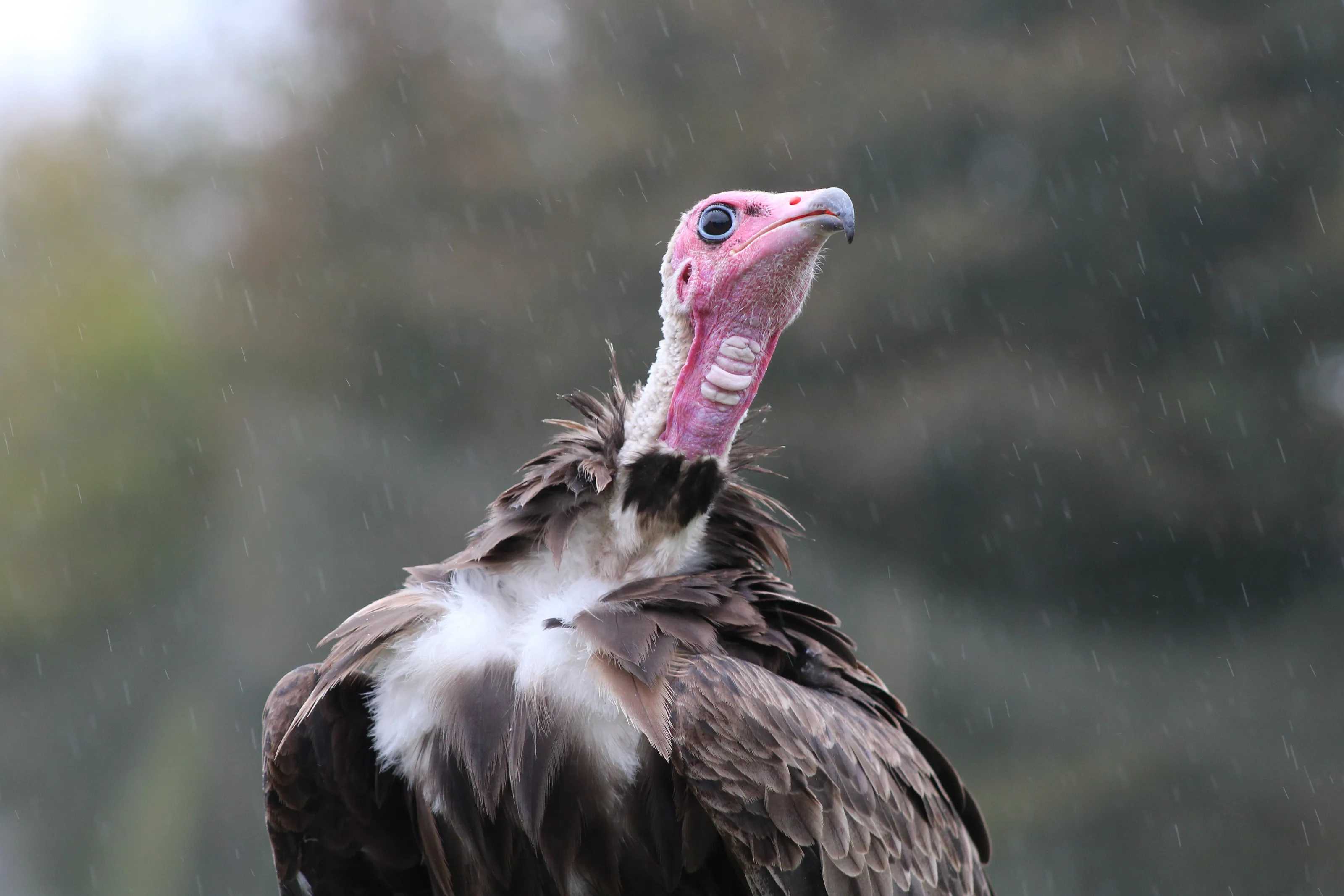 Feather Weather