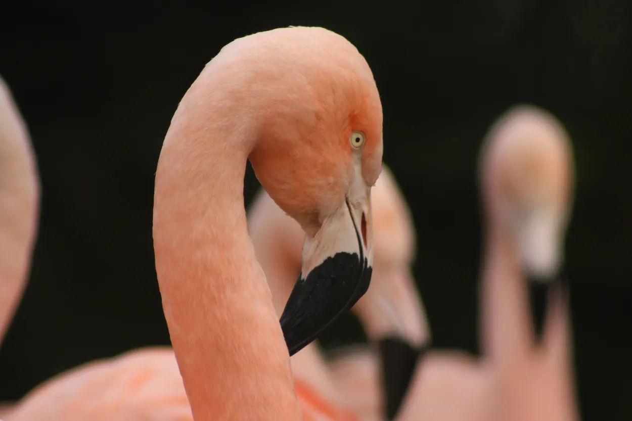 Entry 13937593