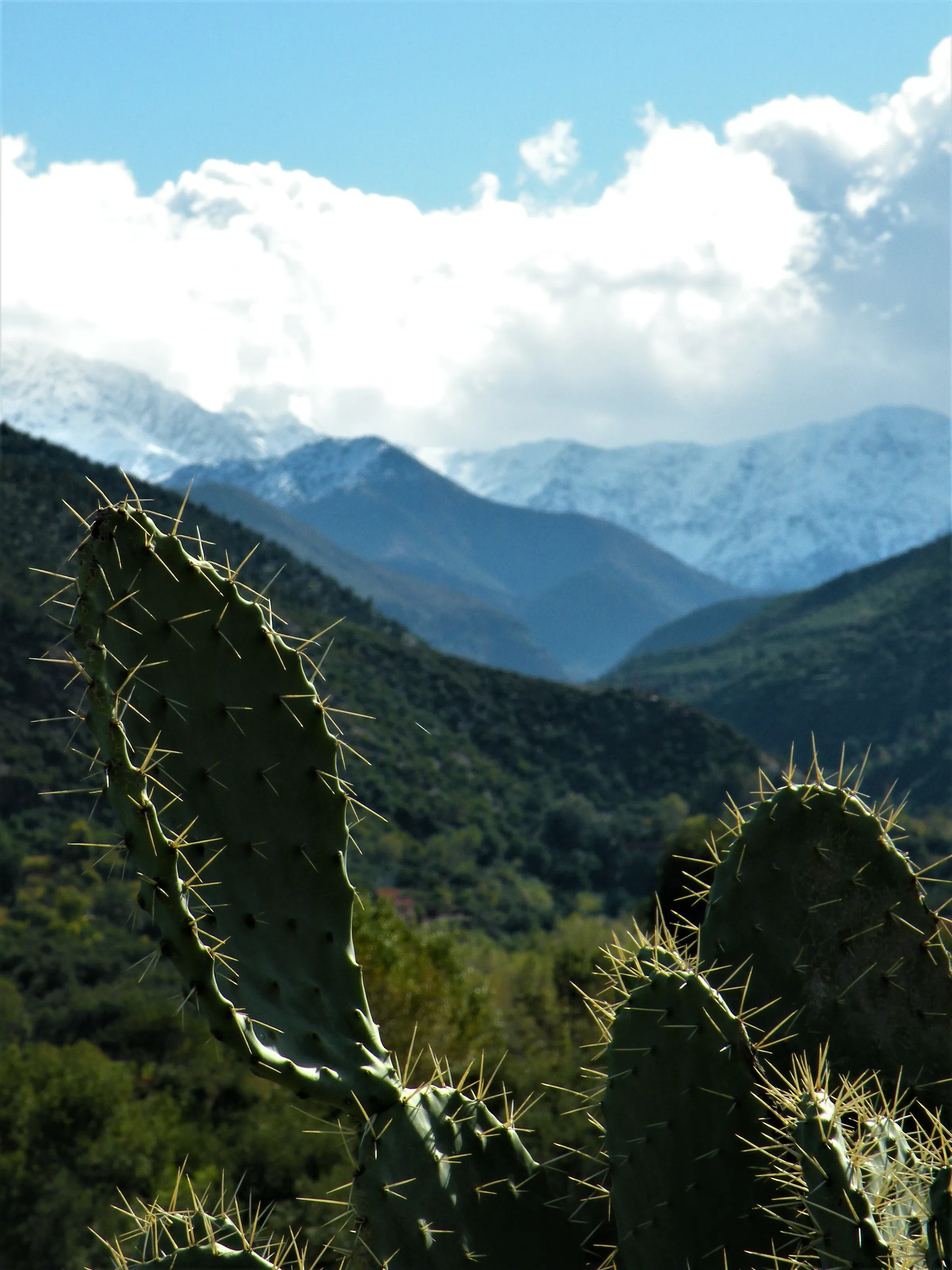 Mountain Cactus