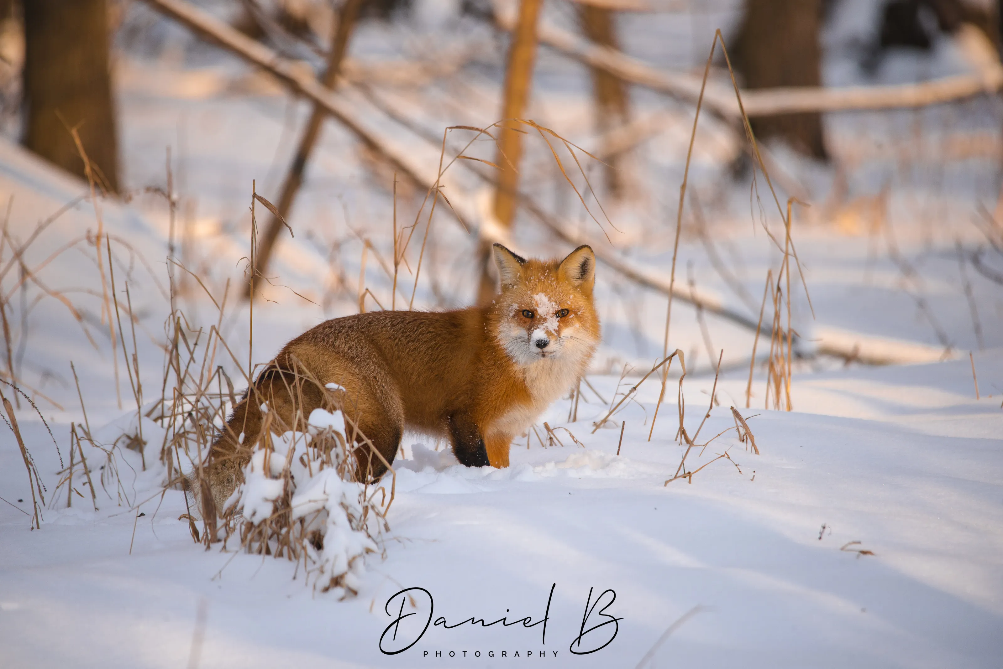 Evening Hunt