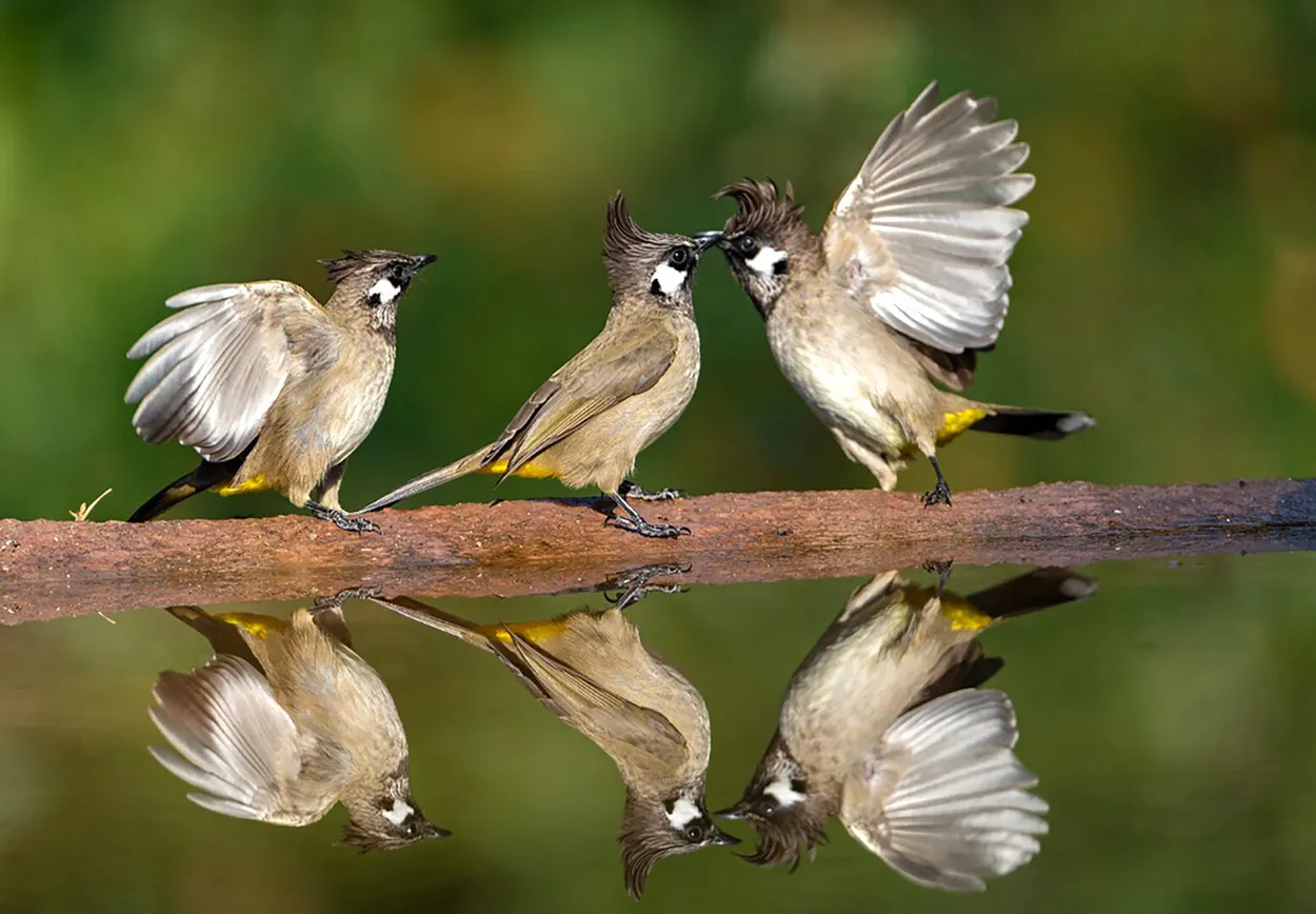 Entry 19730543
