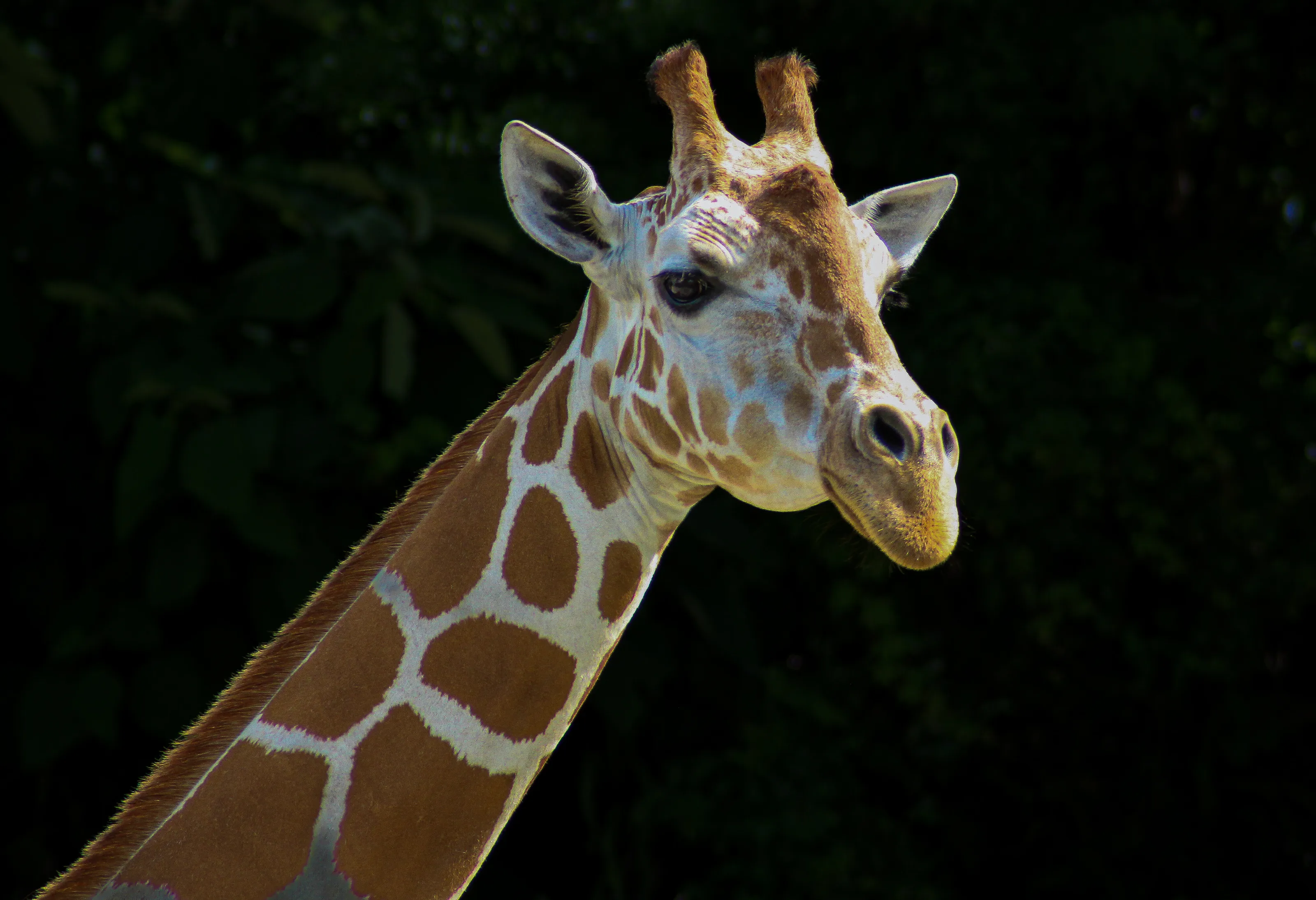 Giraffe 🦒
