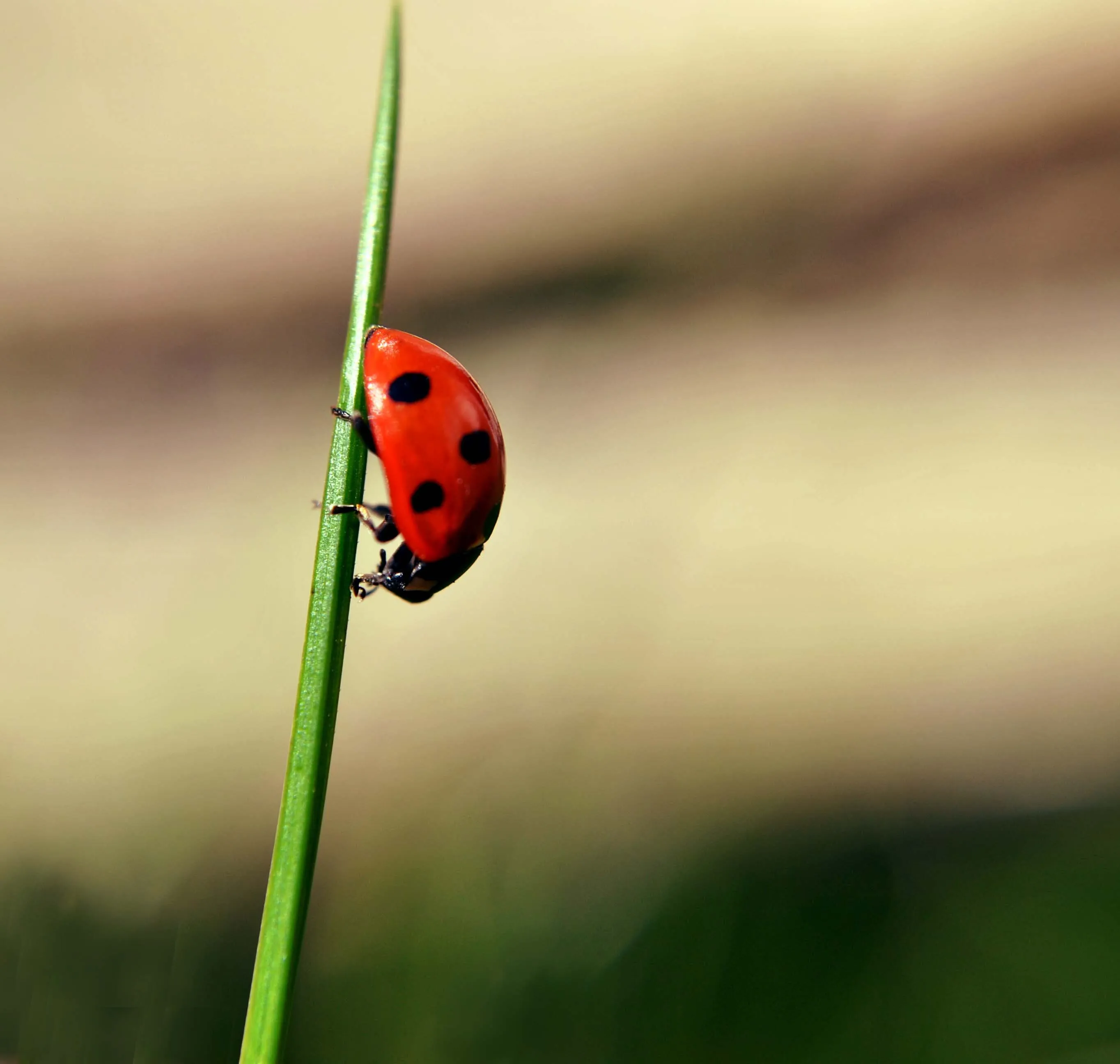 Ladybird