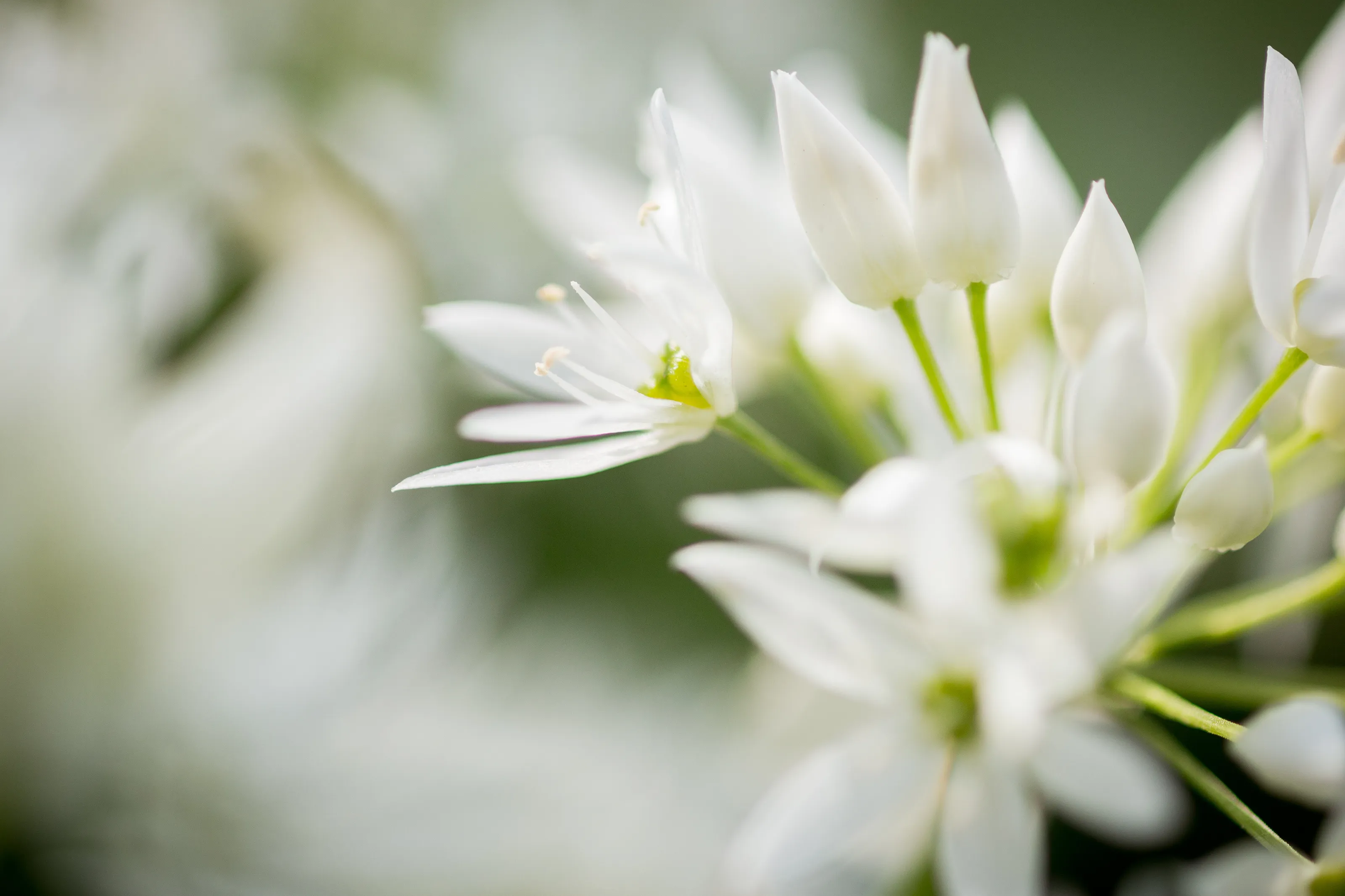 Wild Garlic