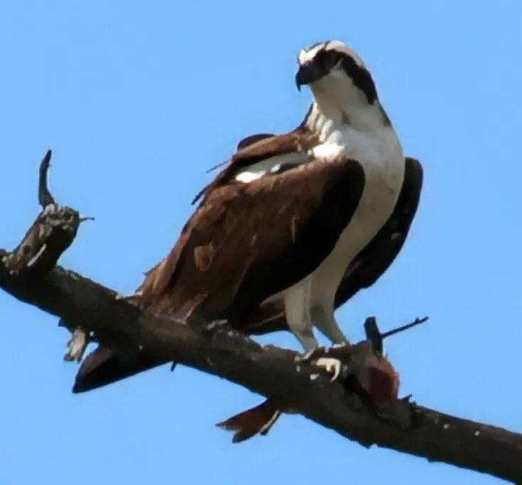 Osprey
