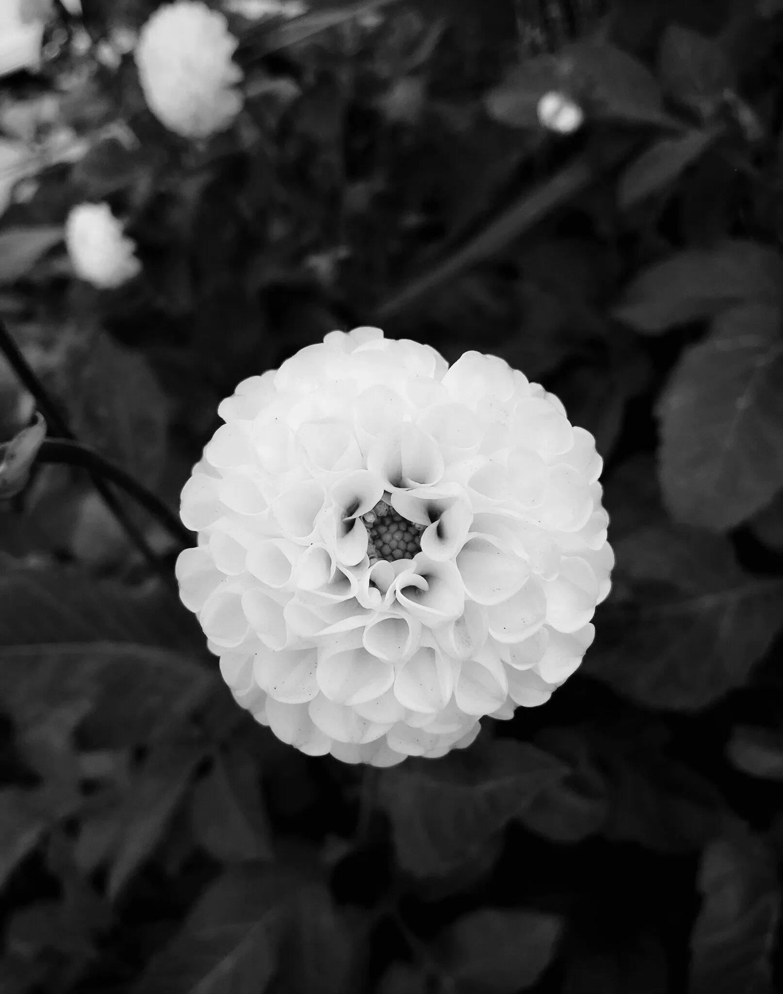 Something Dahlia