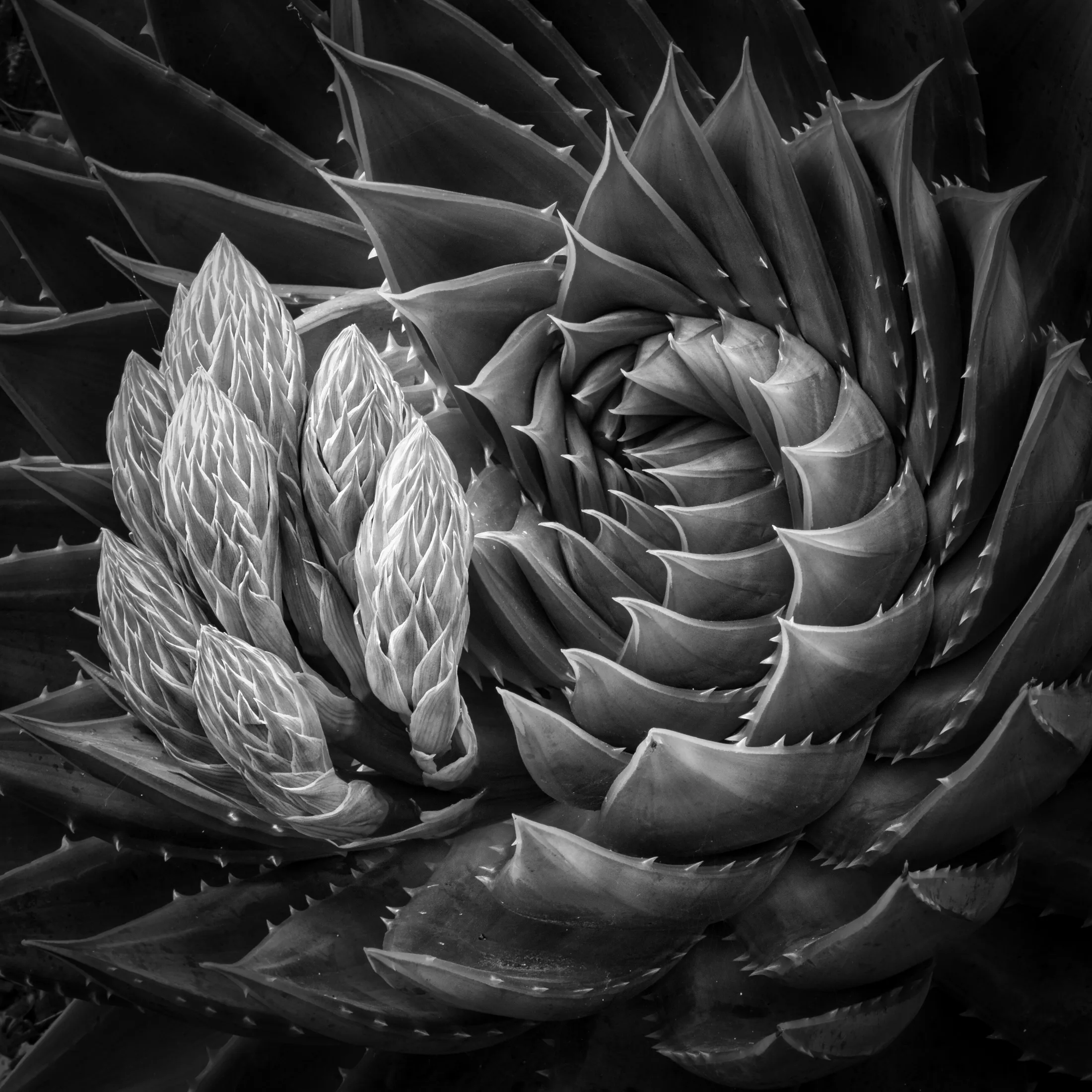 Budding Beauty