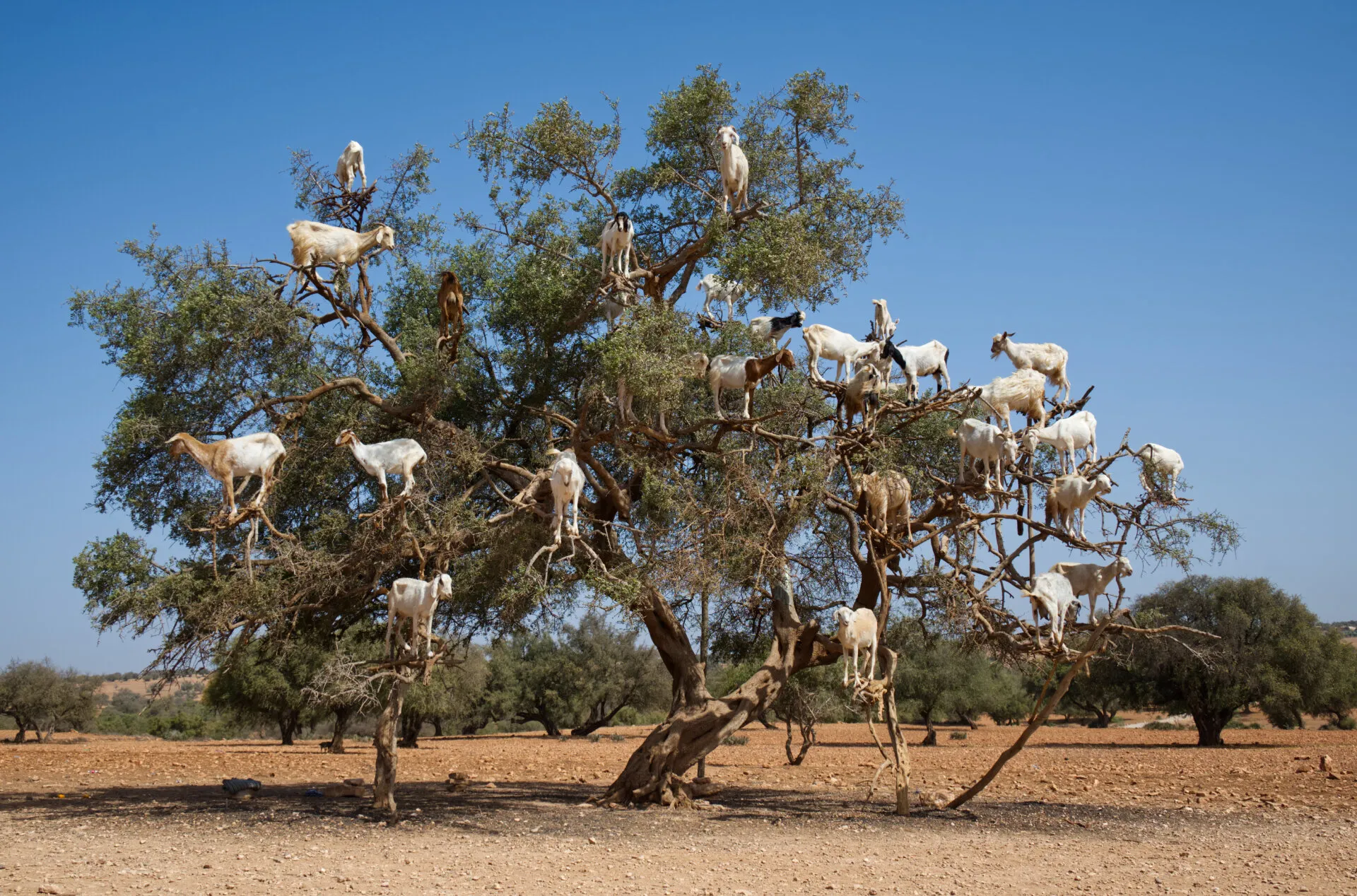 Goats in an argan tree