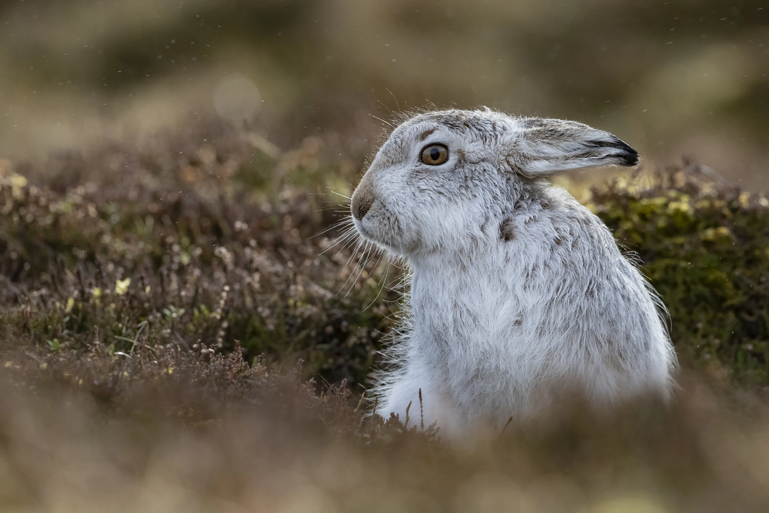Mountain Hare in the Rain