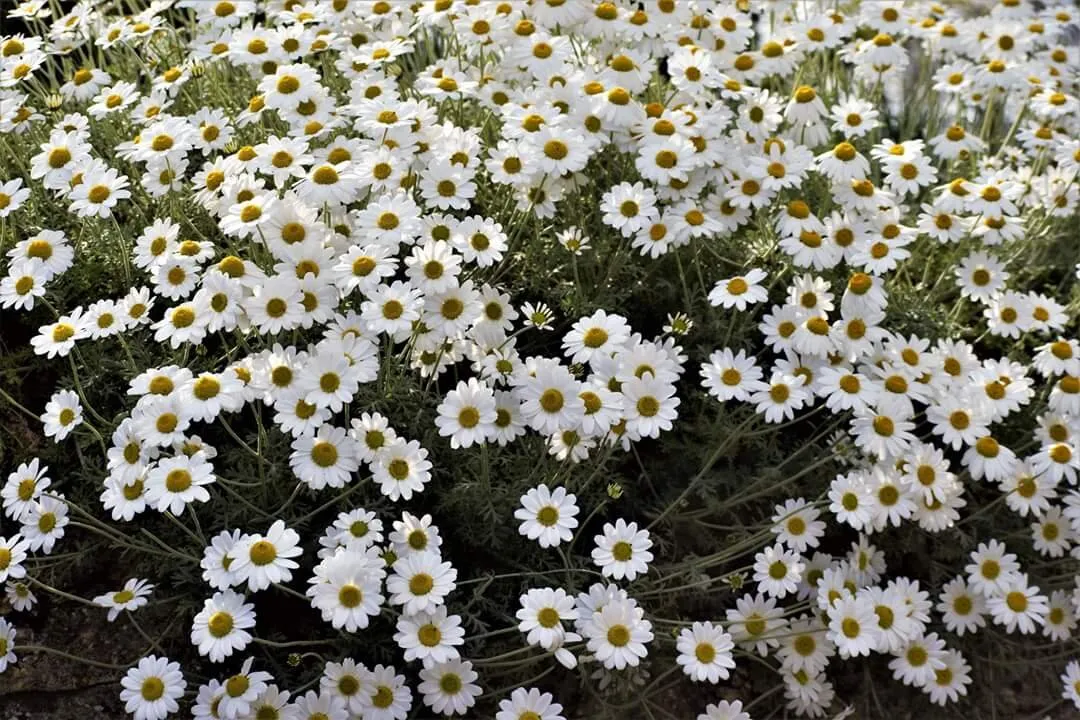 Daisy's