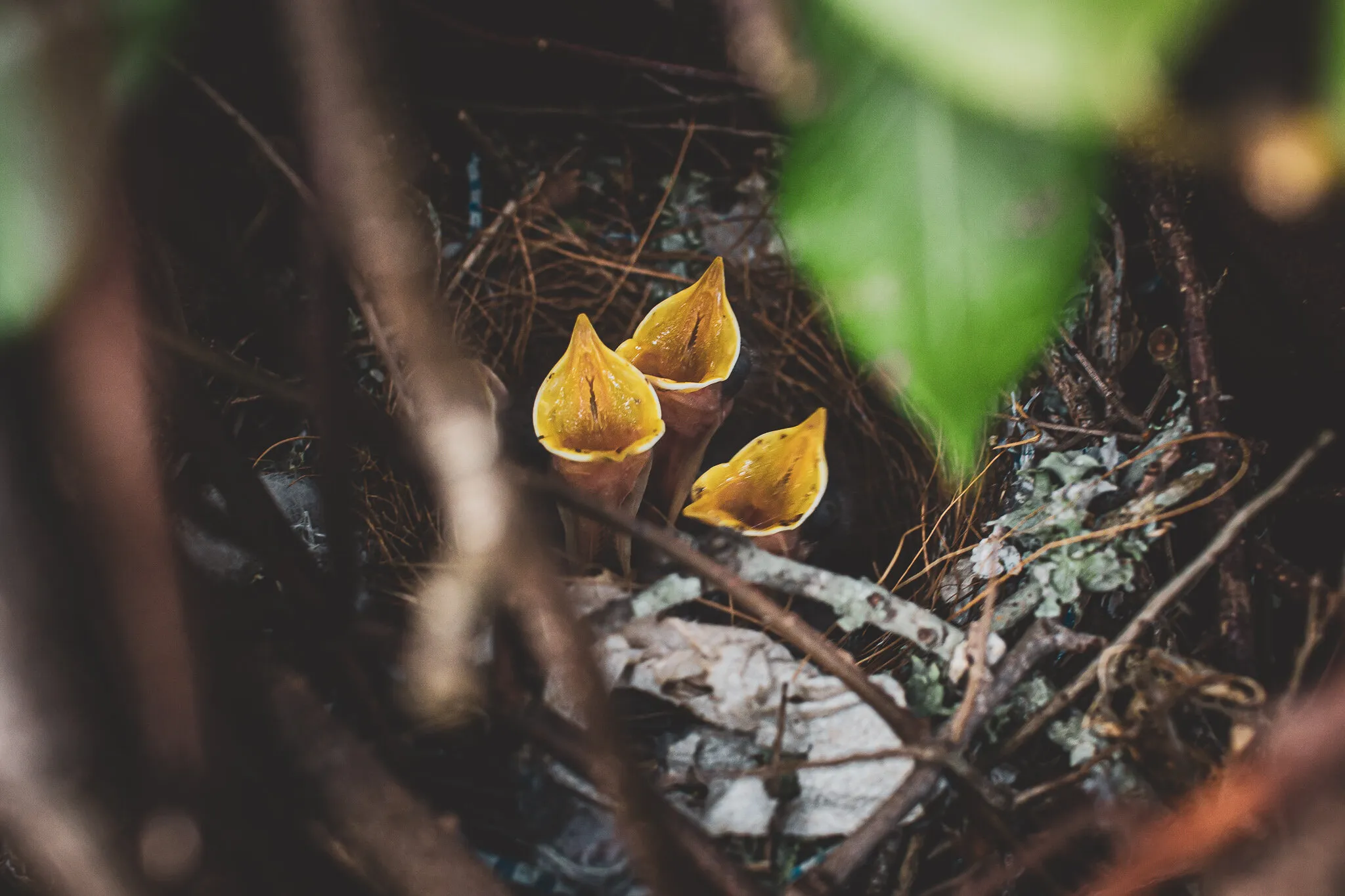 Baby Birds