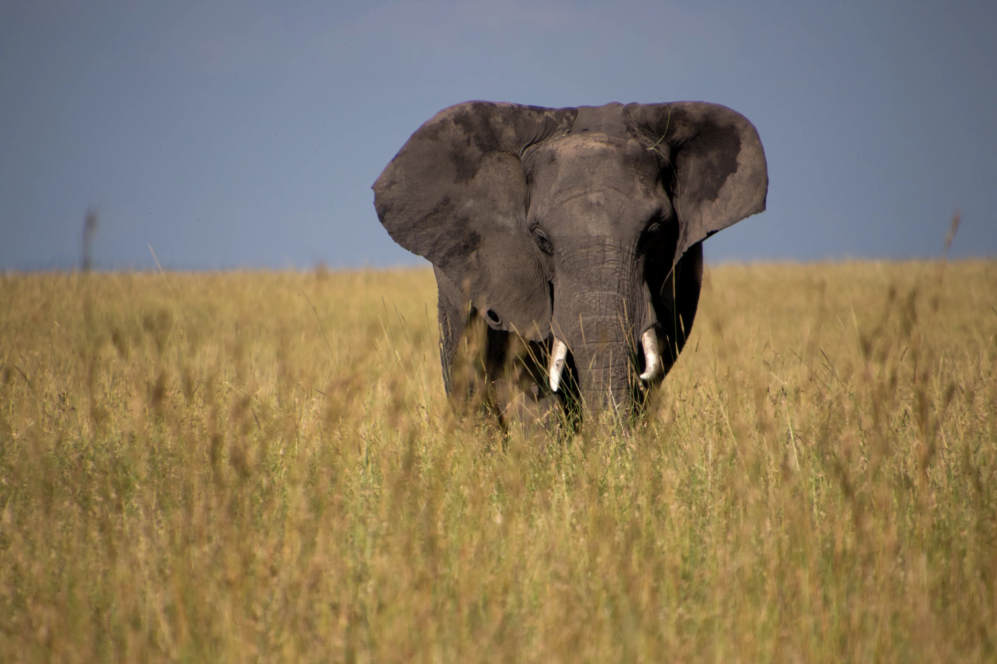 In the tall grass