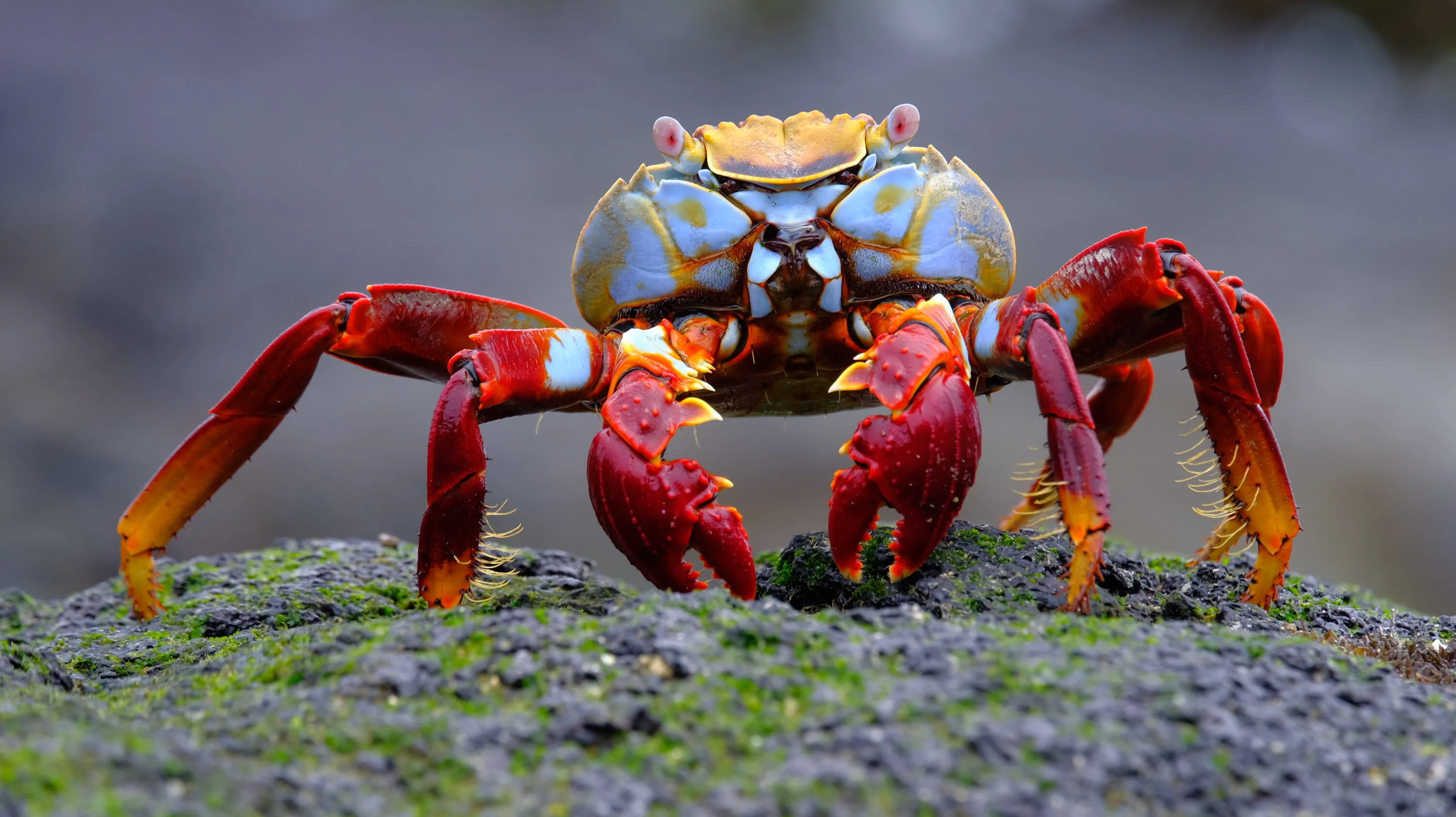 Sally Lightfood Crab