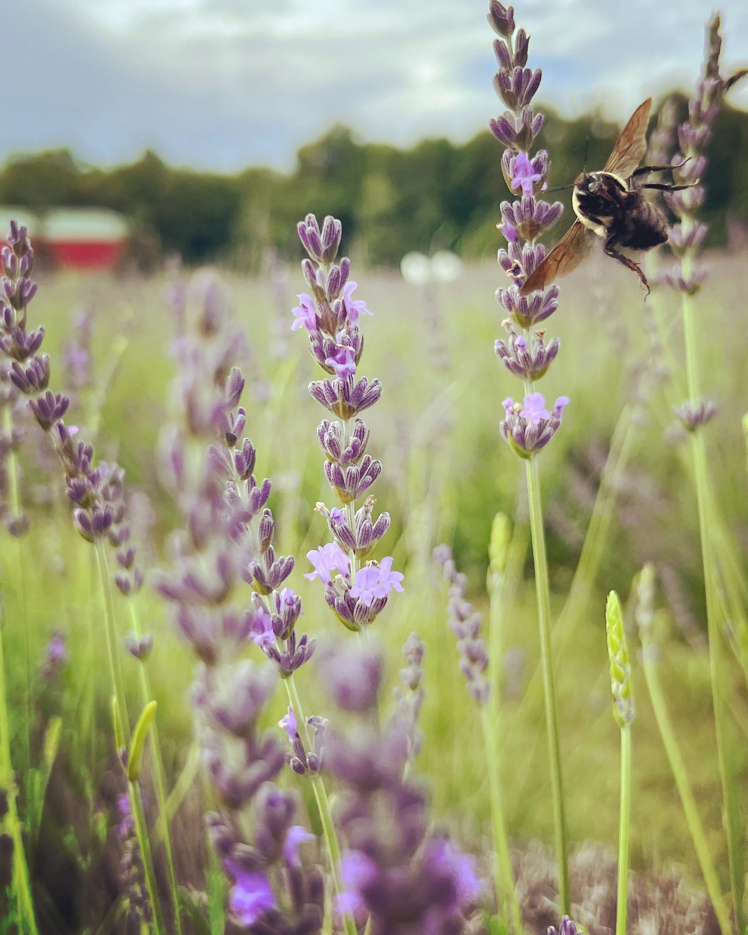Flying Bee